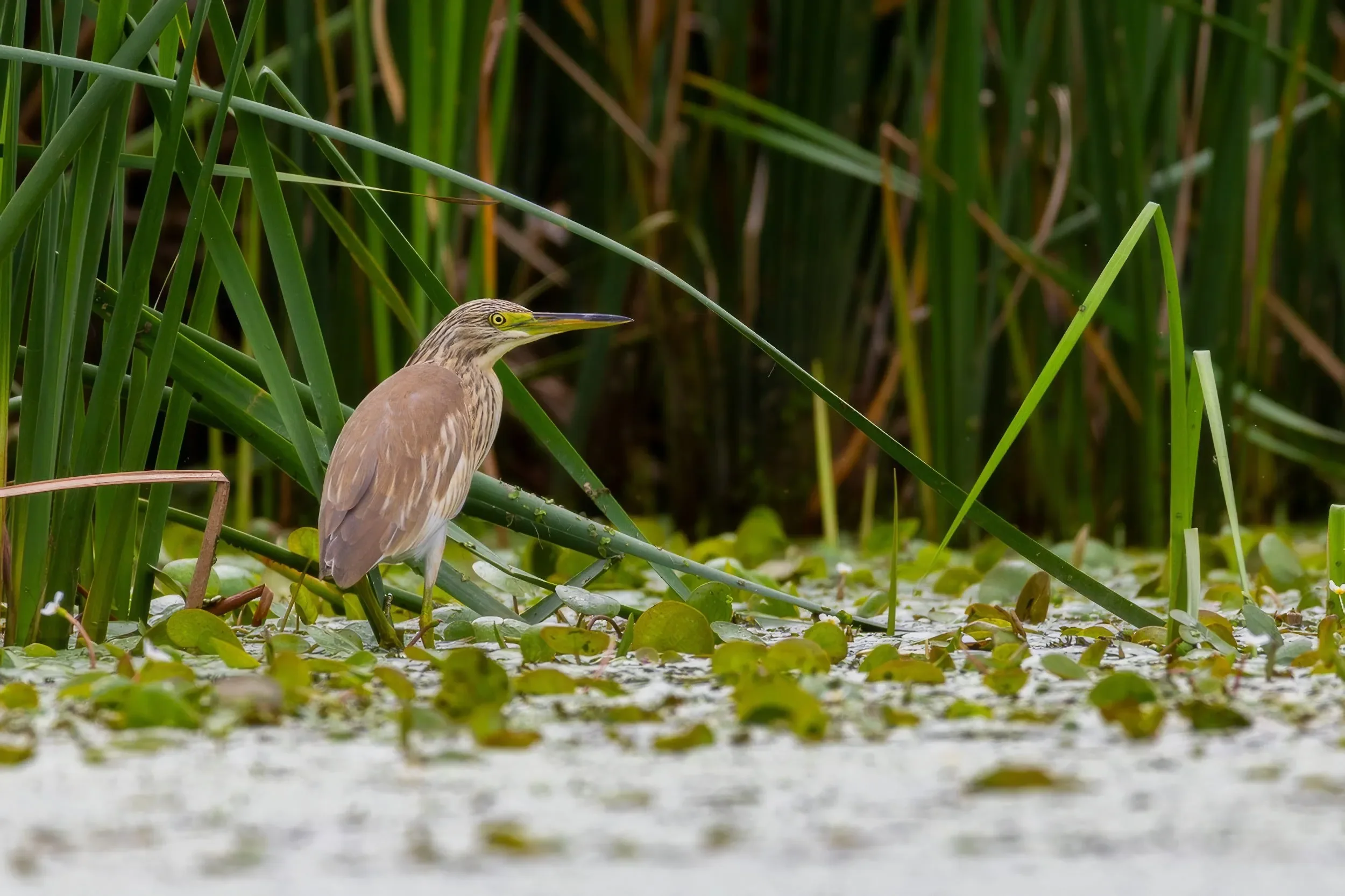 Squacco Heron in one of the delta's ponds.