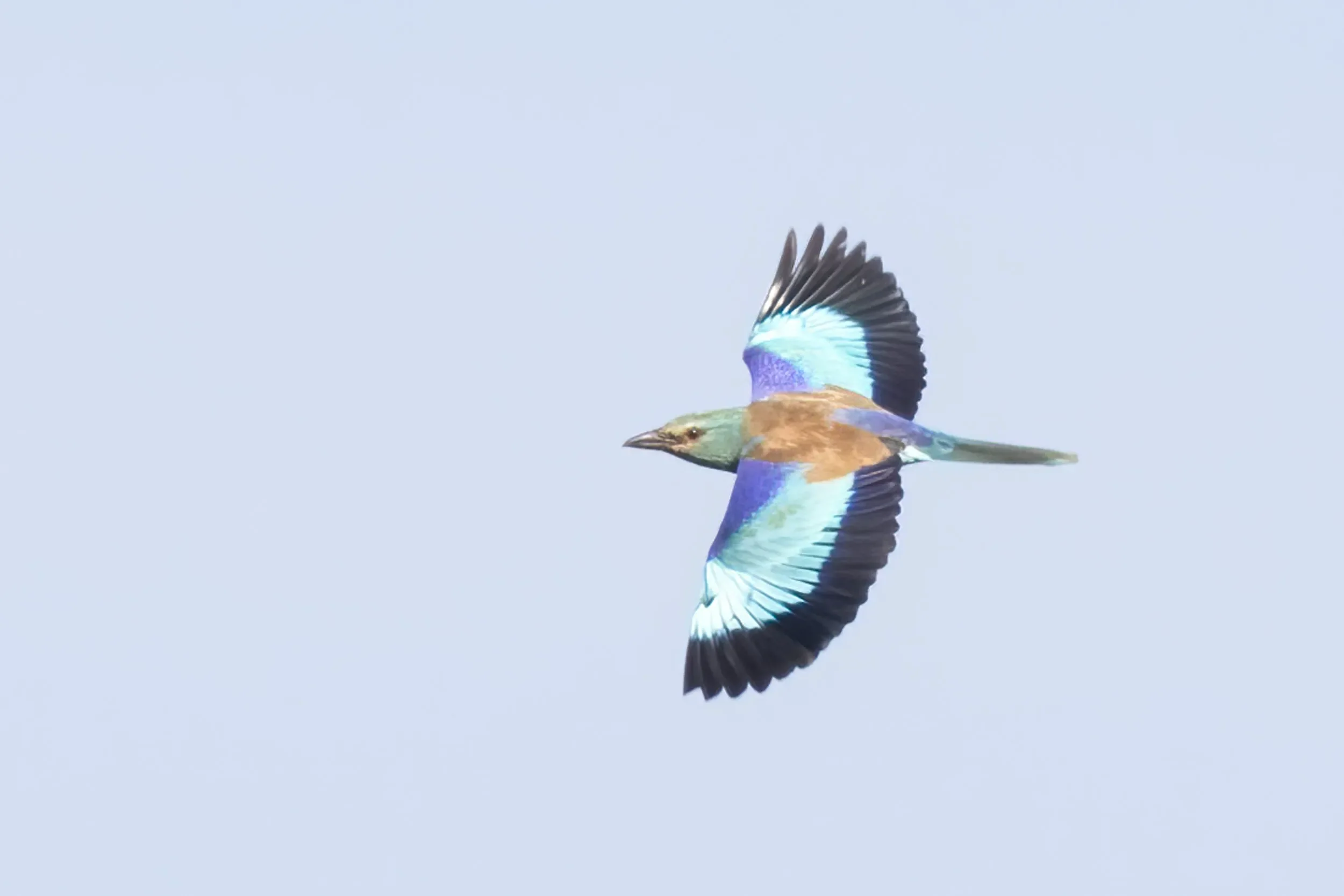 A European Roller, an iconic species of the bottleneck