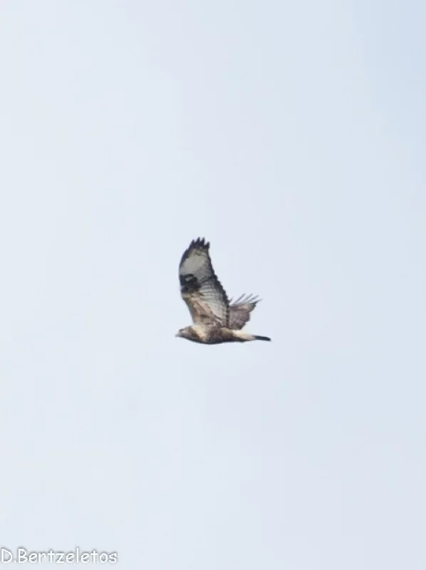 Rough-legged Buzzard at Batumi