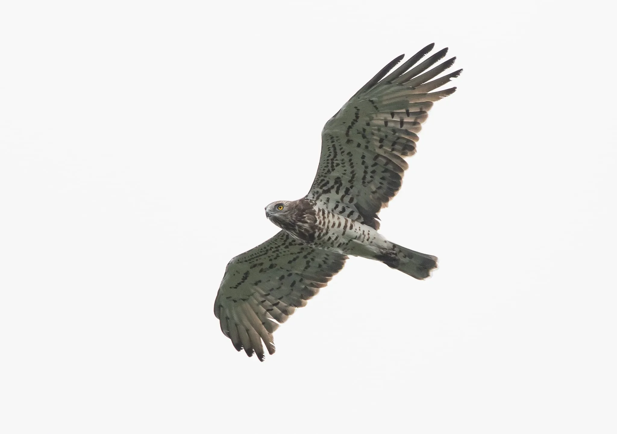 An adult Short-toed Eagle
