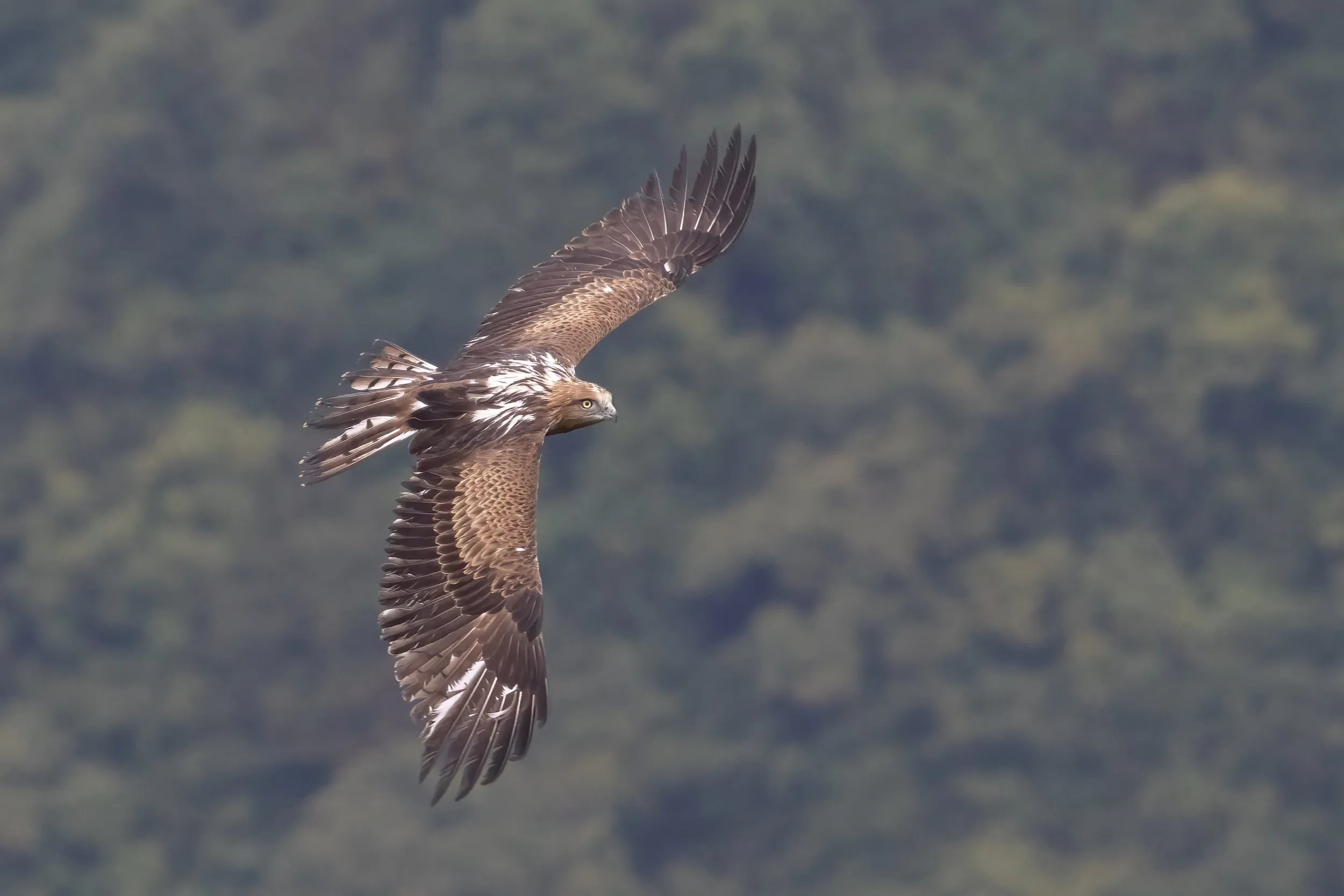 A Short-toed Eagle in a rainy bottleneck
