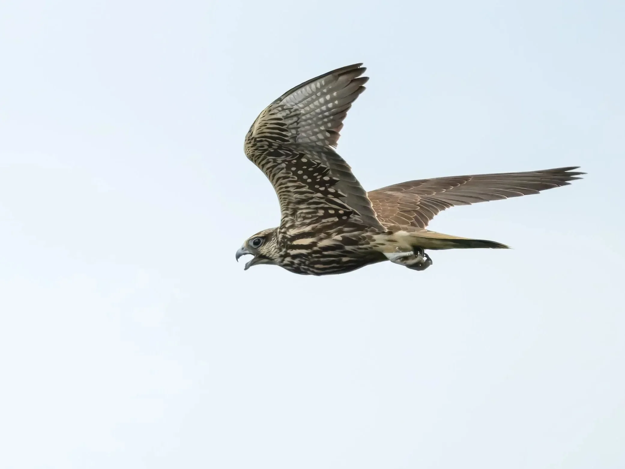 A Saker Falcon, a globally threatened species, over the Kvirike area