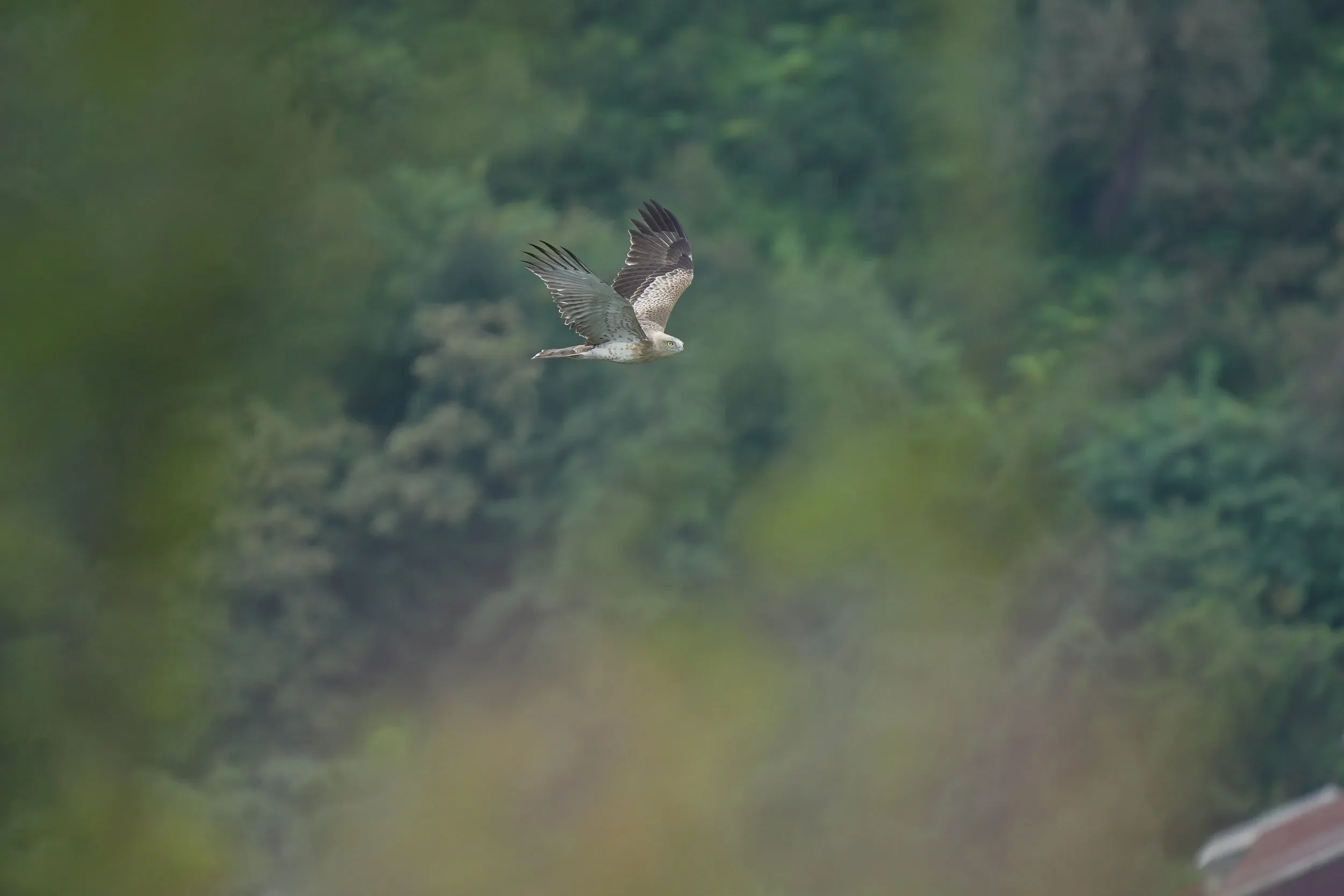 A juvenile Short-toed Eagle glides at eye level through dense vegetation in the Batumi bottleneck