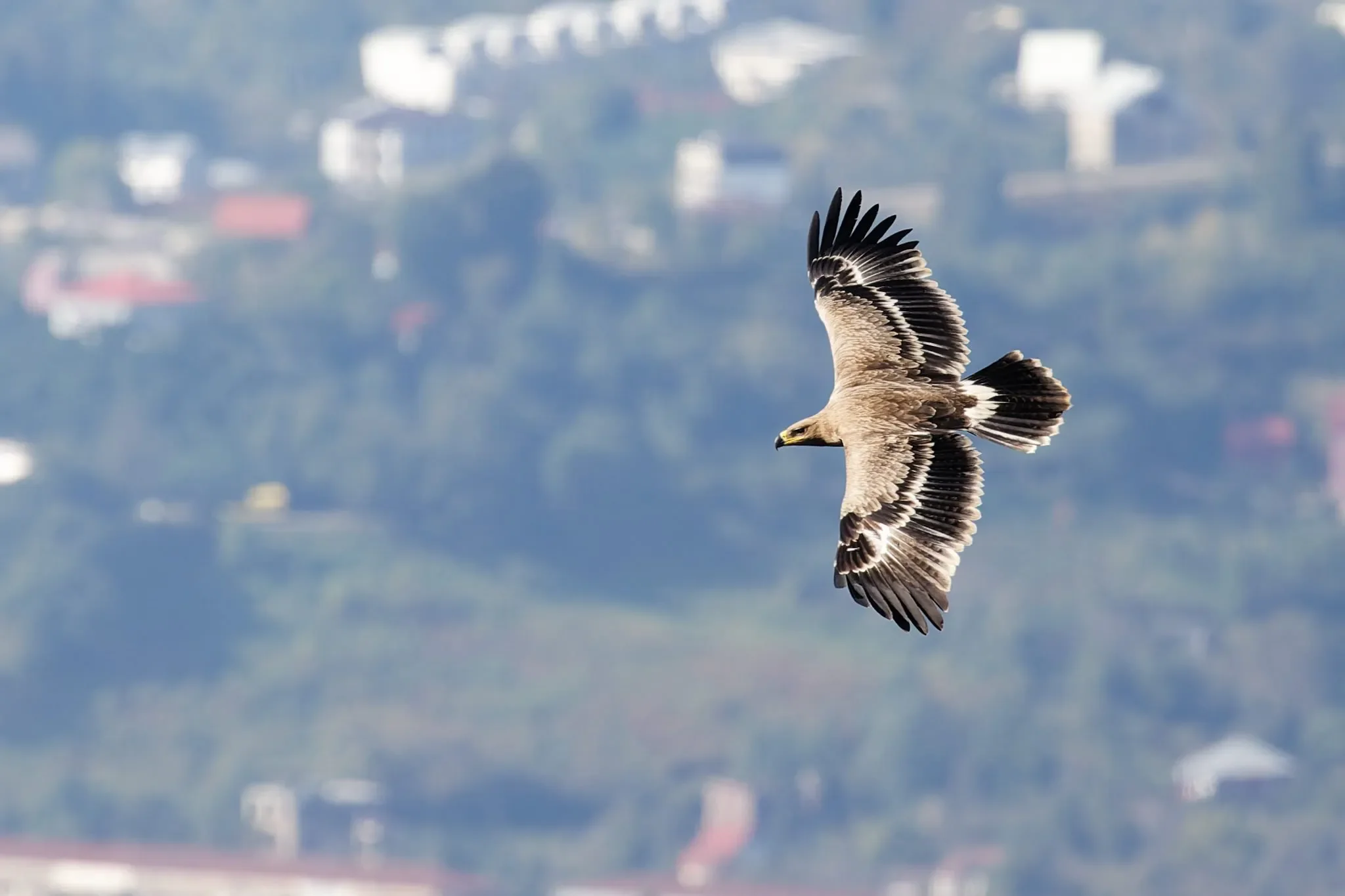 A very sand-colored juvenile Steppe Eagle cruising past station