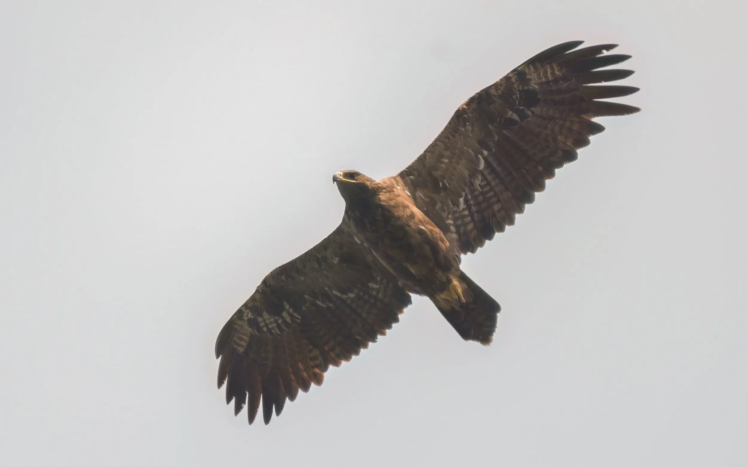 An adult Steppe Eagle