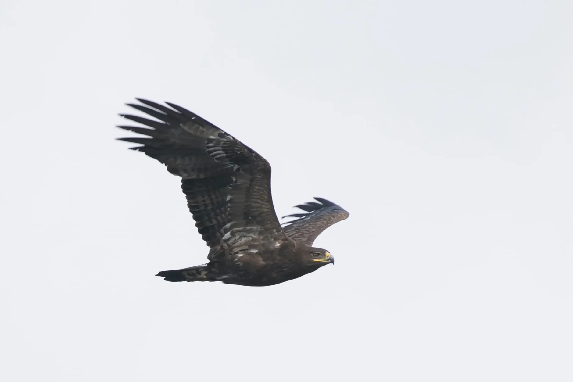 An adult Steppe Eagle