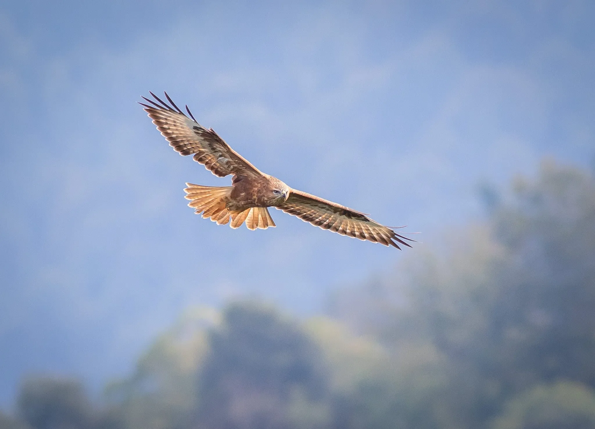 A Steppe Buzzard soaring over the bottleneck