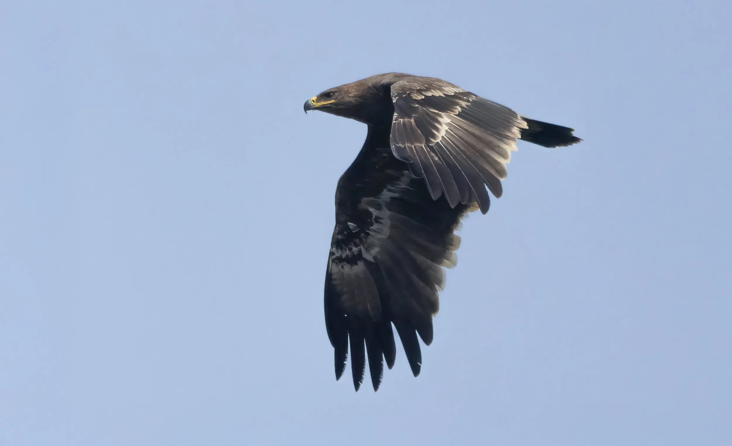 One of the giants: an immature Steppe Eagle.