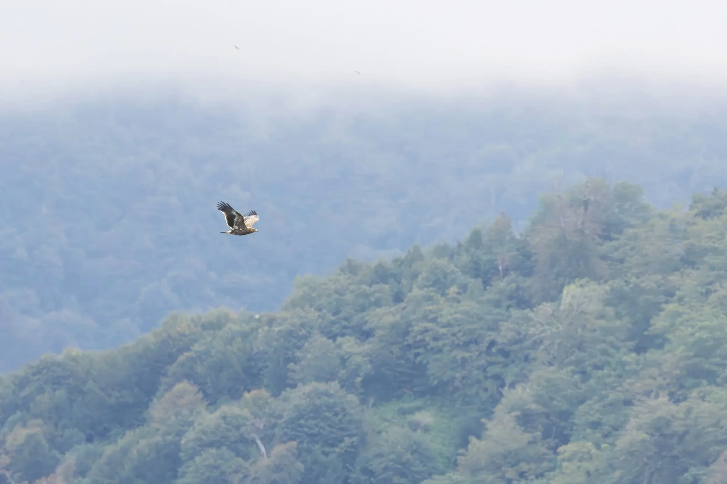 A juvenile Steppe Eagle moves south-east of Station 1 against the ridge