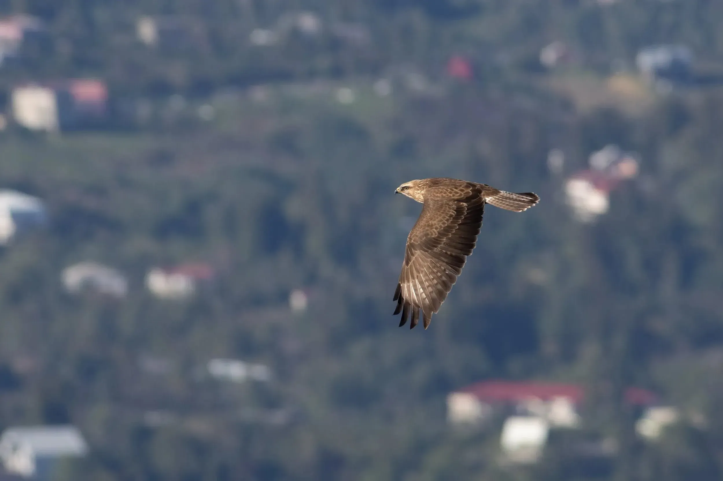 A Steppe Buzzard over the bottleneck