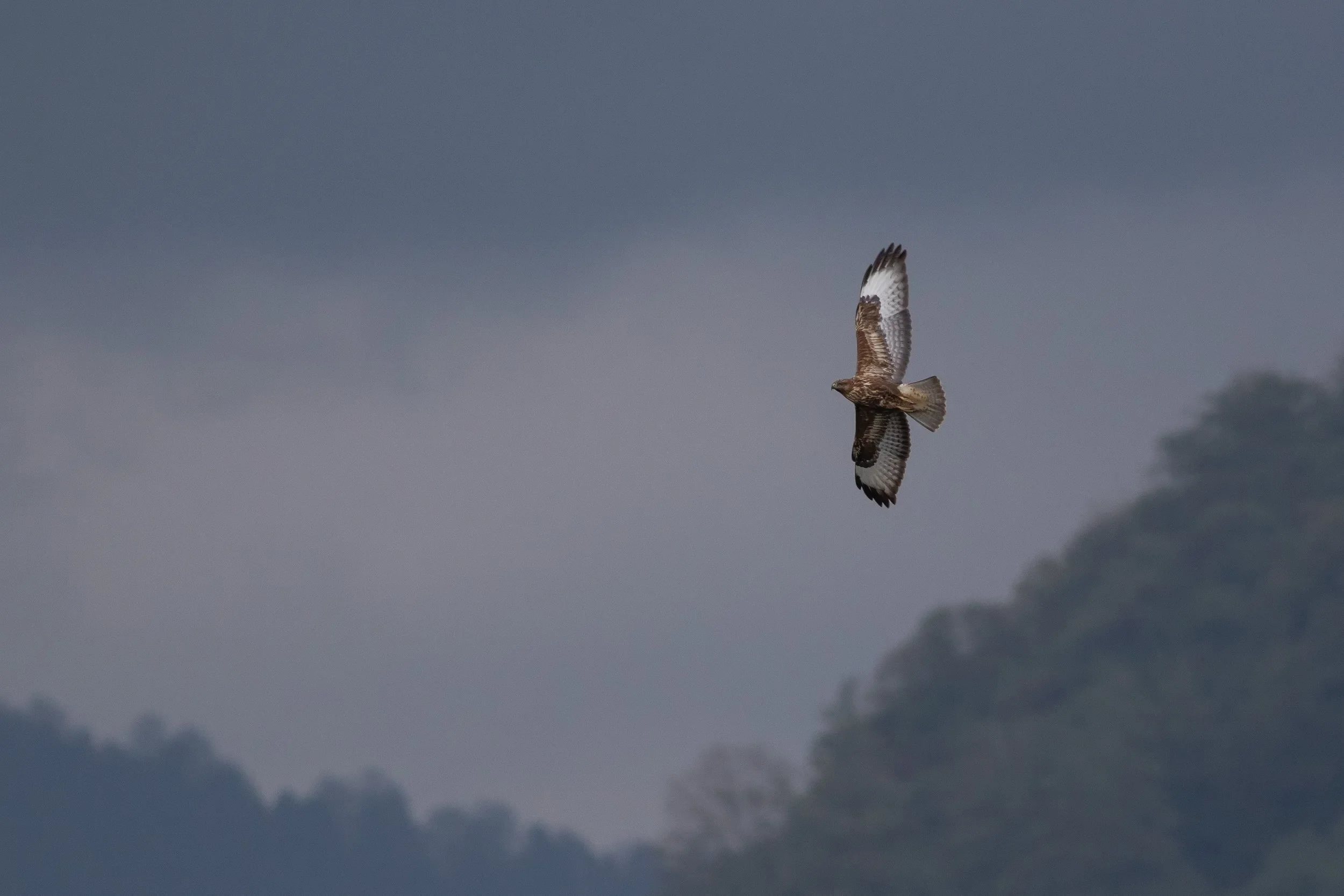 A lonely Steppe Buzzard flying against a backdrop of dark rainclouds moving into the bottleneck.