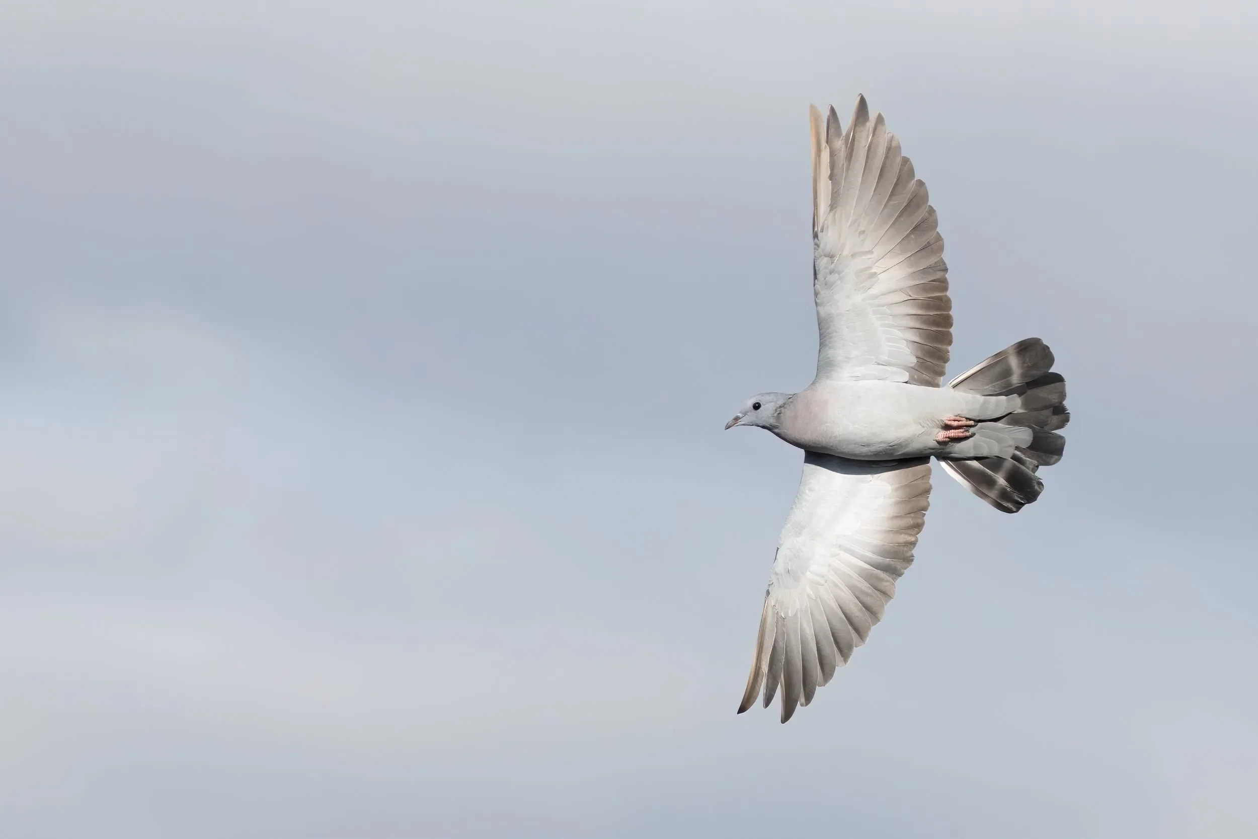 It's not often that Stock Doves come this close!