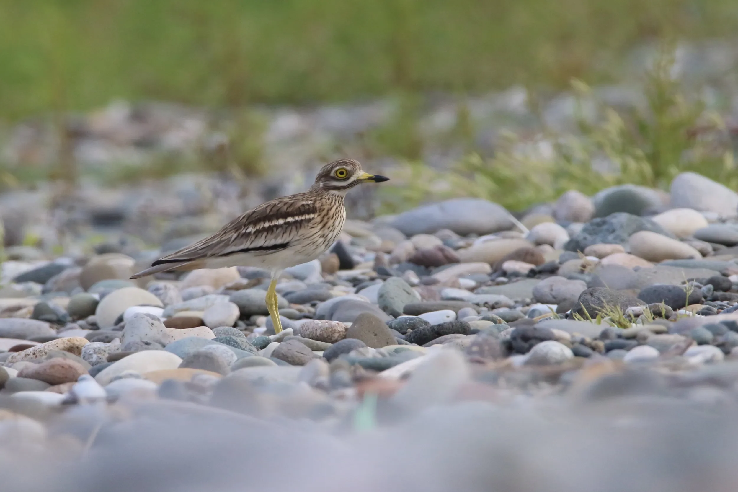 A Stone Curlew in the Chorokhi Delta