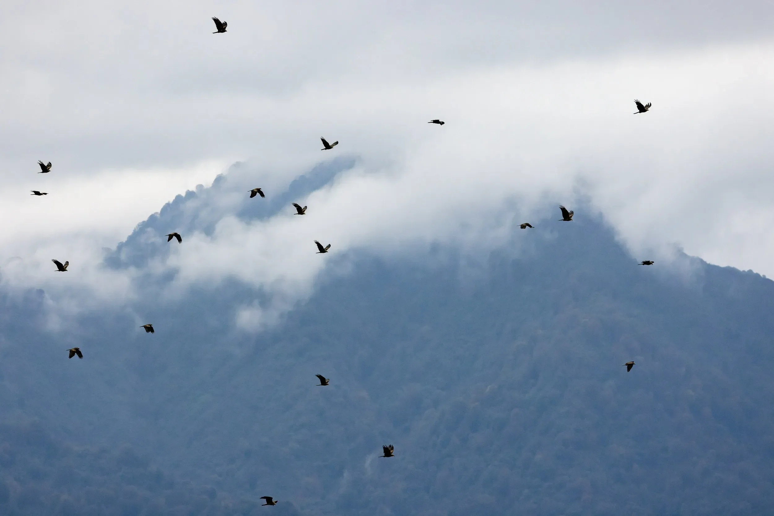A large stream of Black Kites moves through clouded foothills of the Lesser Caucasus