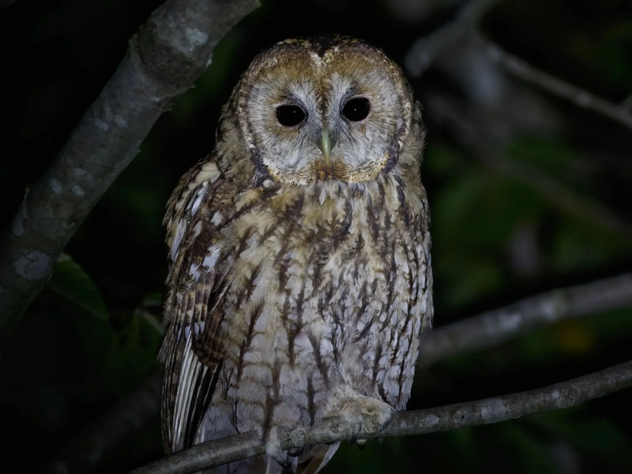 A Tawny Owl in the ancient trees around Kvirike