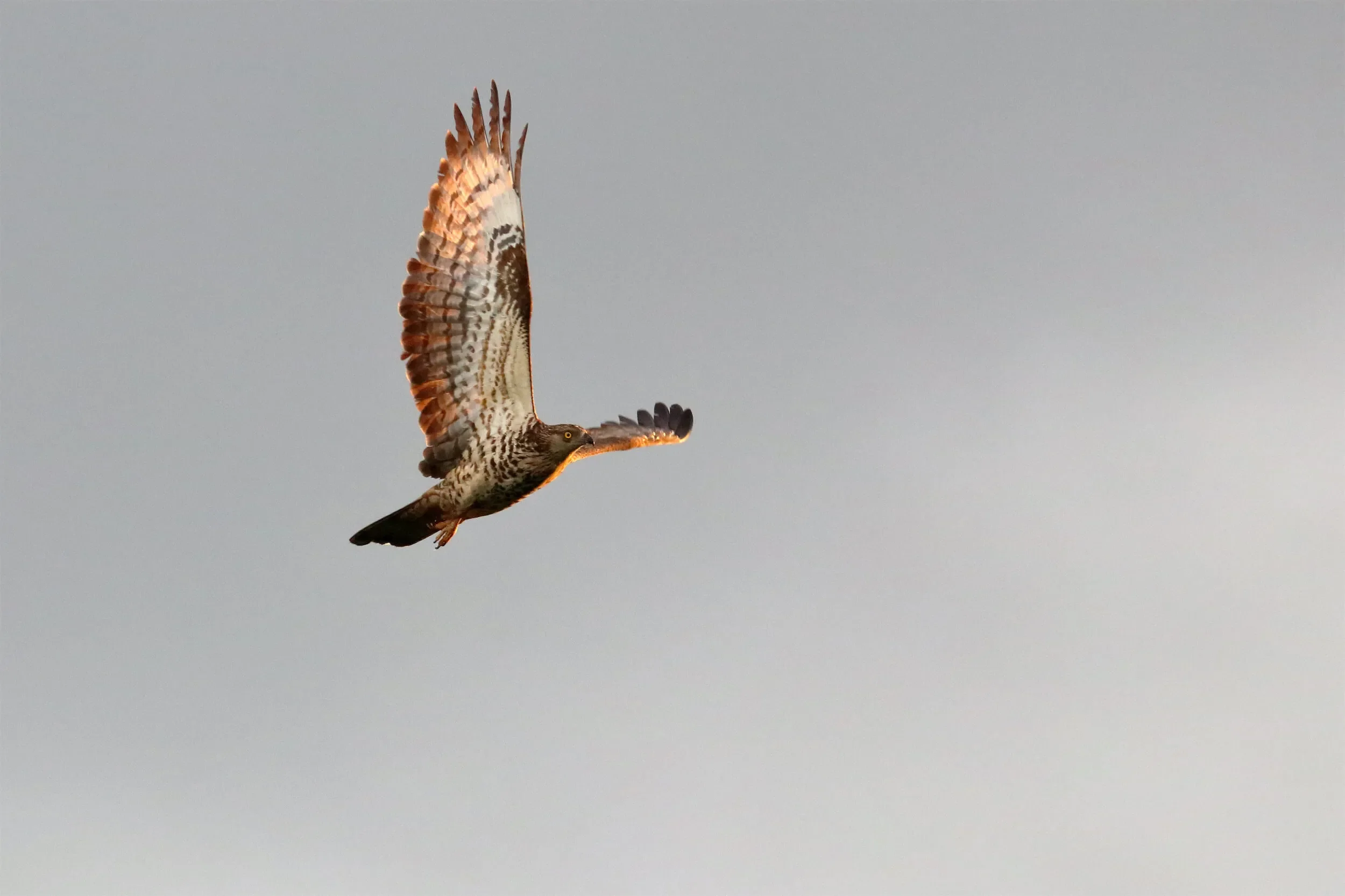 A female Honey Buzzard in fantastic early-morning light
