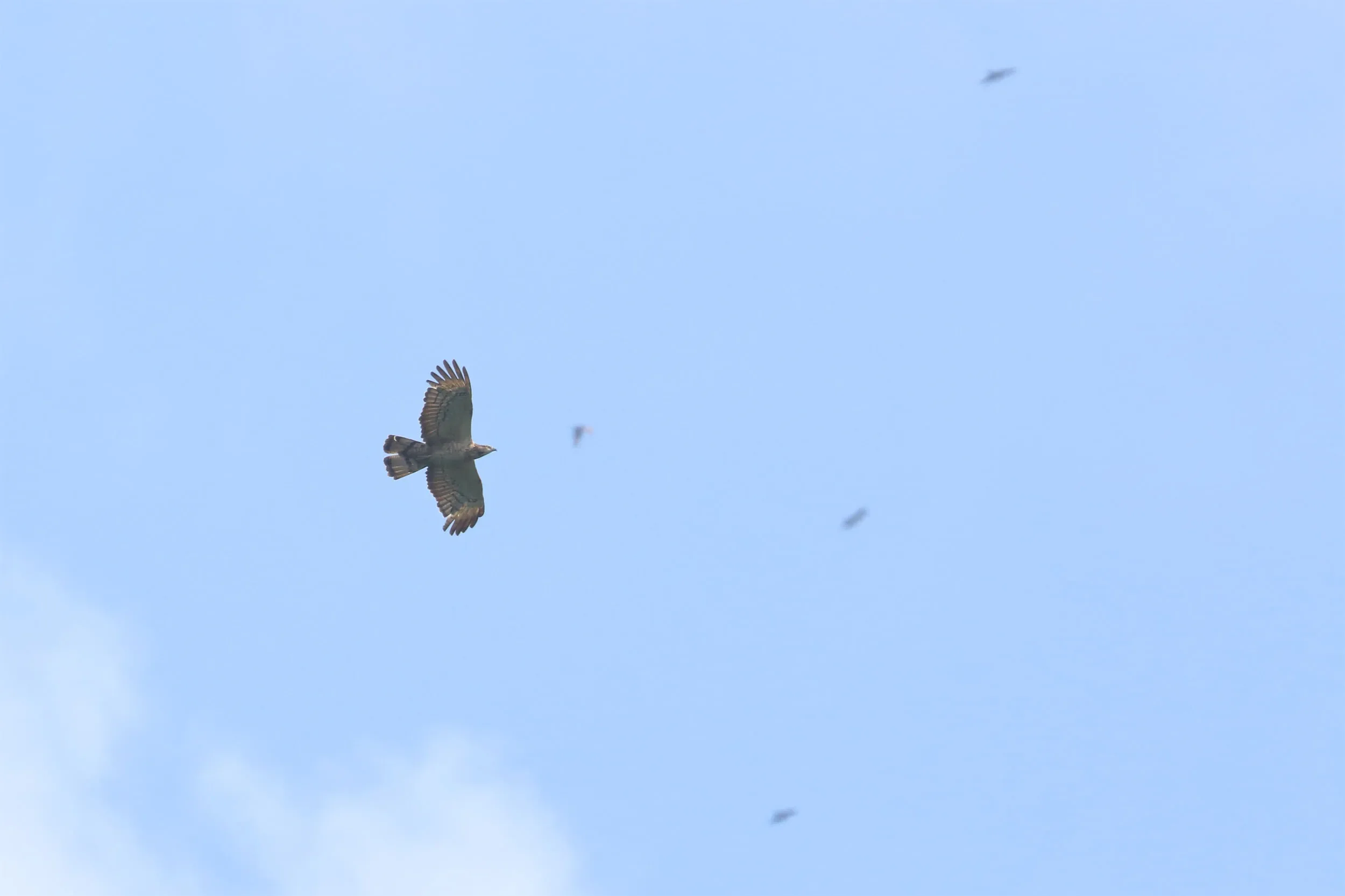 A strongly marked Crested Honey Buzzard