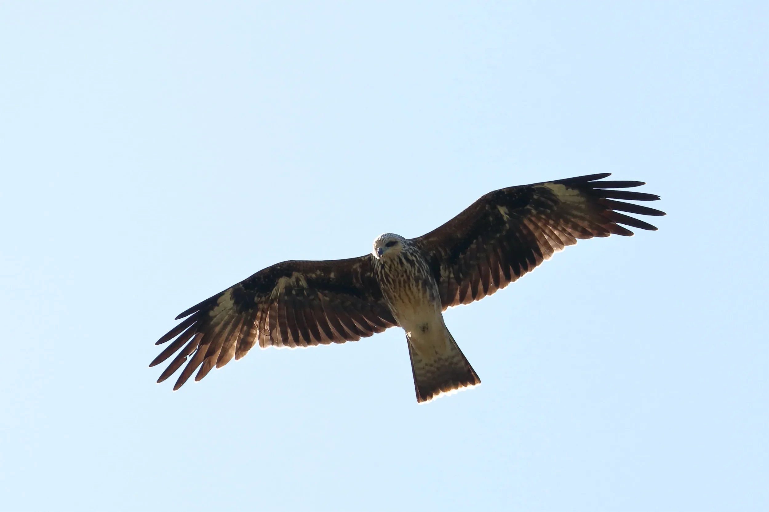 A juvenile Black Kite in flight