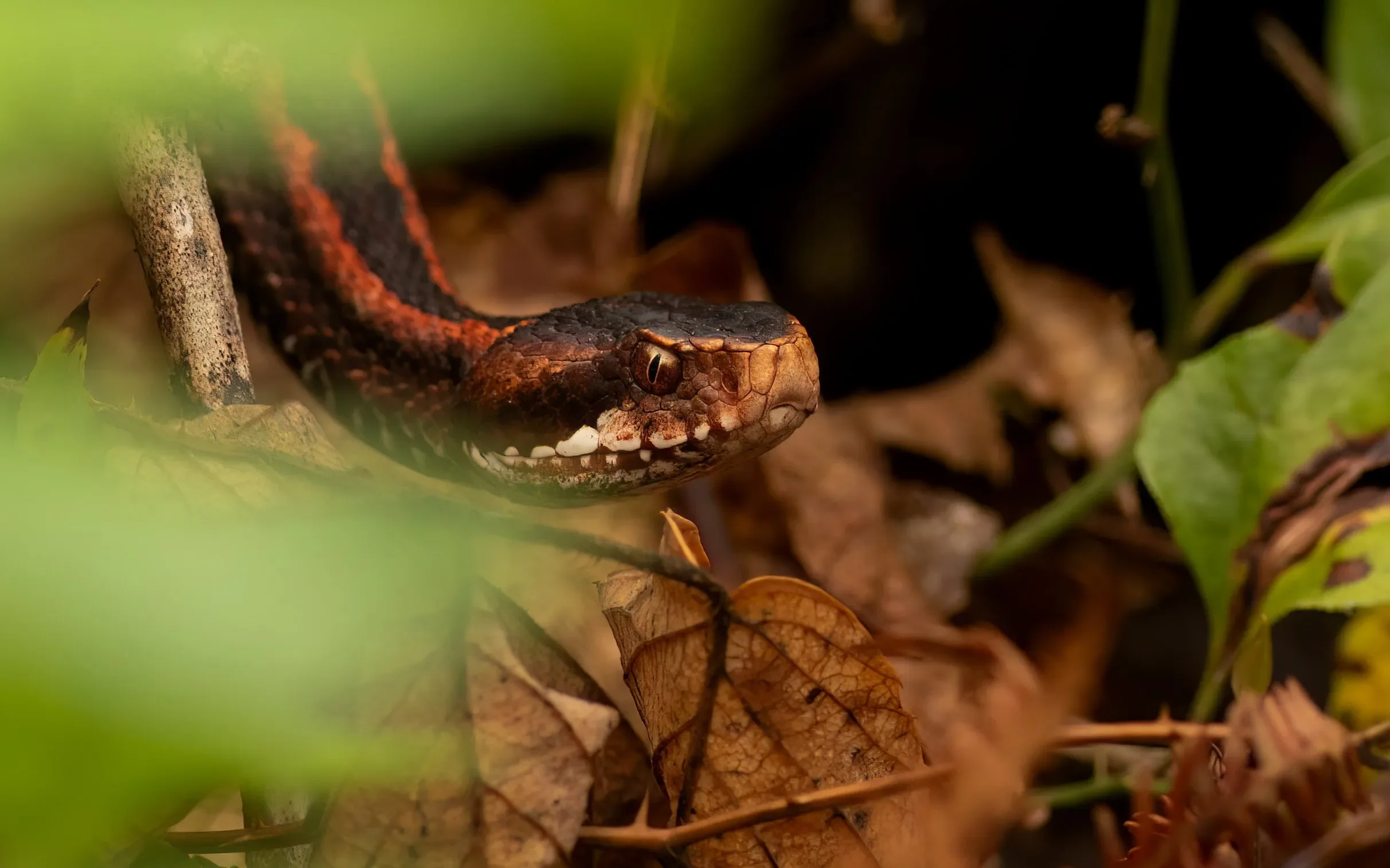 A Caucasian Viper basking near one of the watch stations