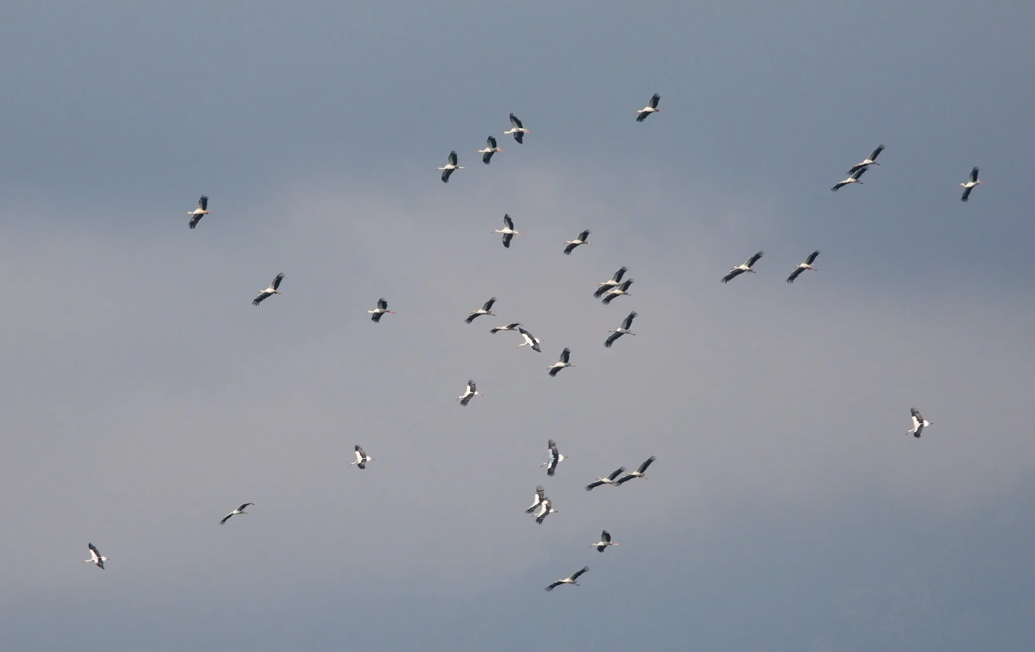A flock of White Storks making their way south