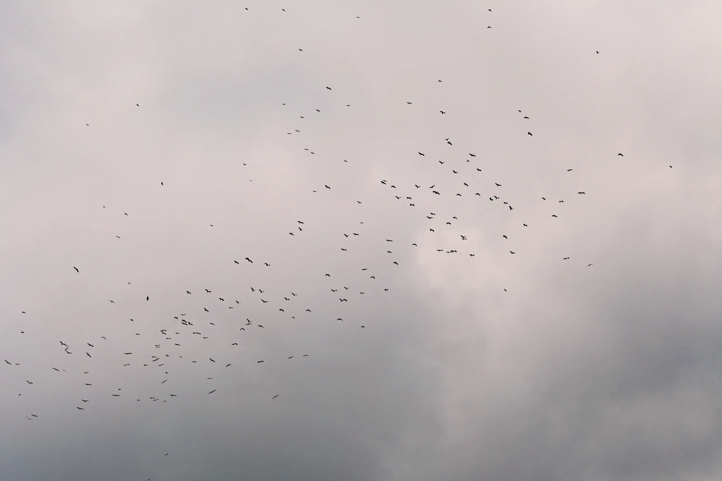 White Storks appearing from the clouds, the first of few large flocks we count each season.