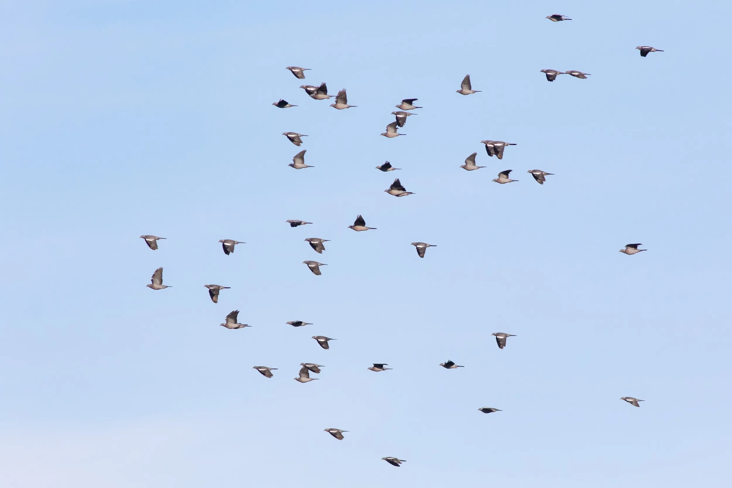At the end of the season, our counters are often treated to flocks of Wood Pigeons. Although enjoyable, they remain a challenge to count!