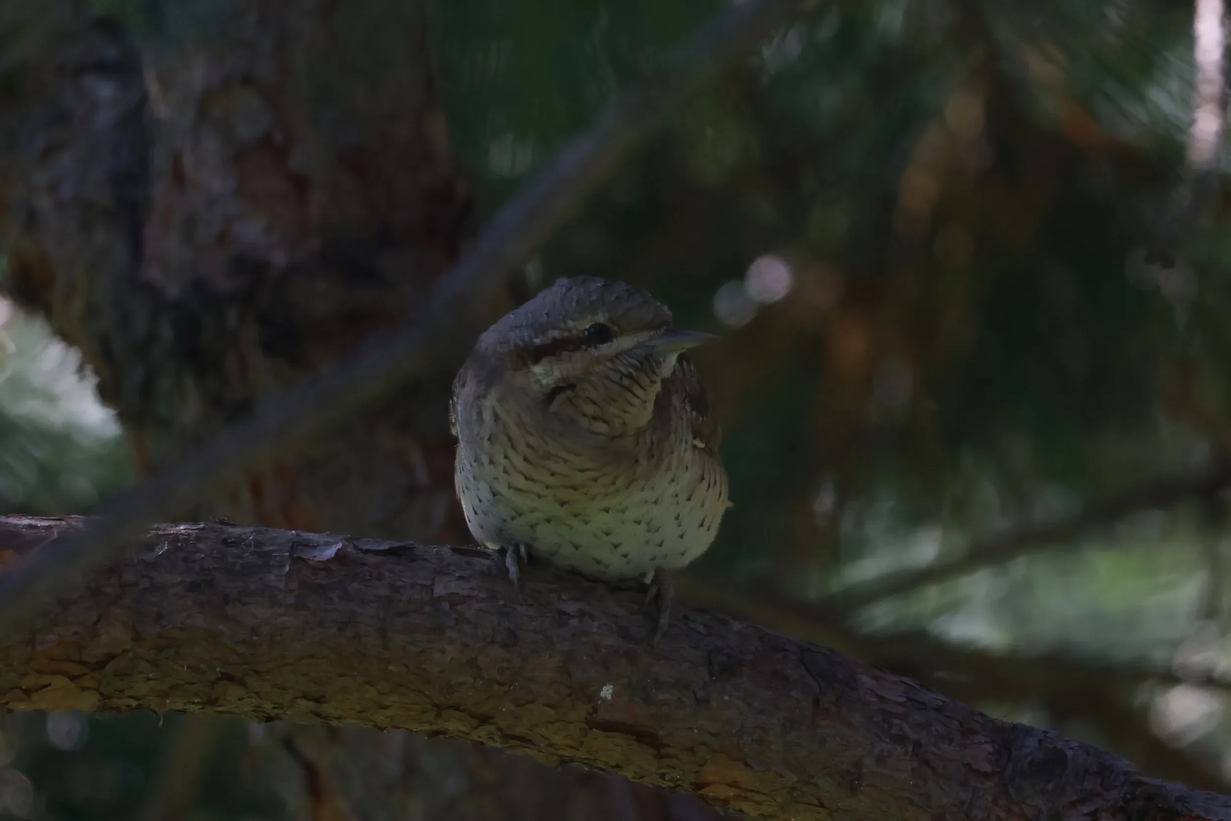 Wryneck.