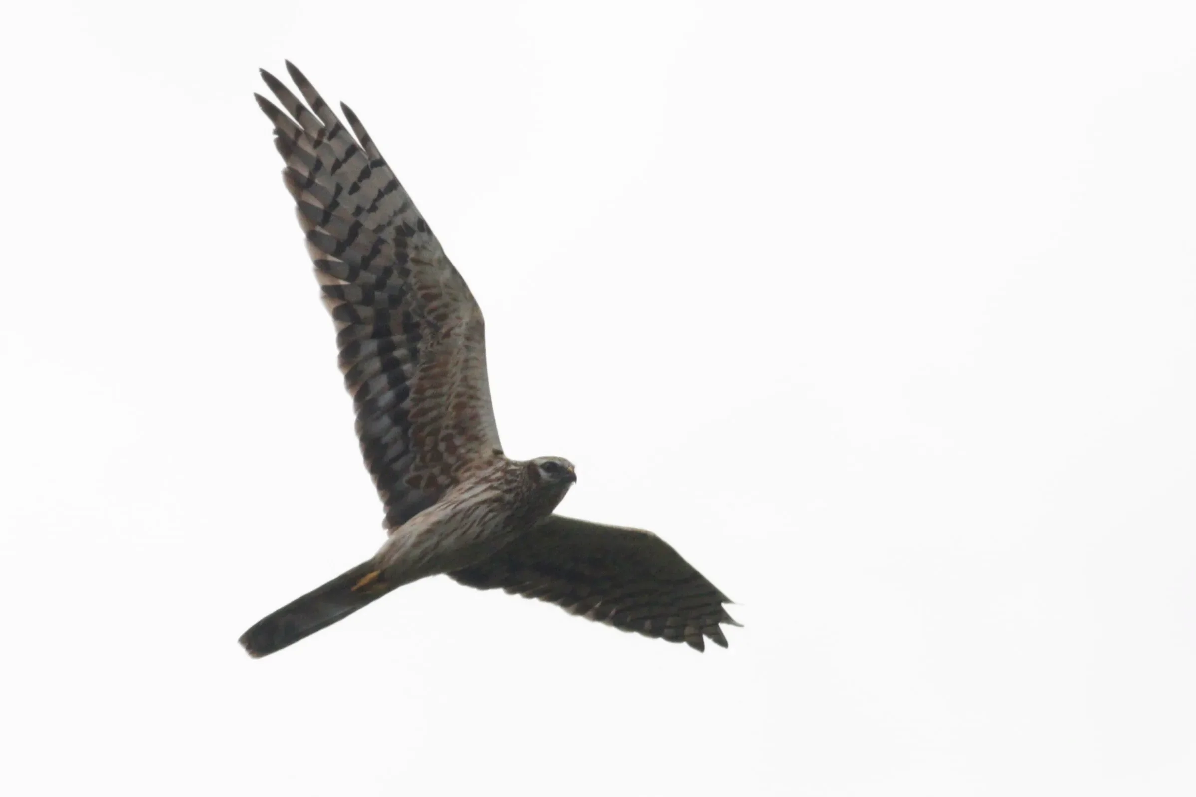 An adult female Montagu's Harrier in flight