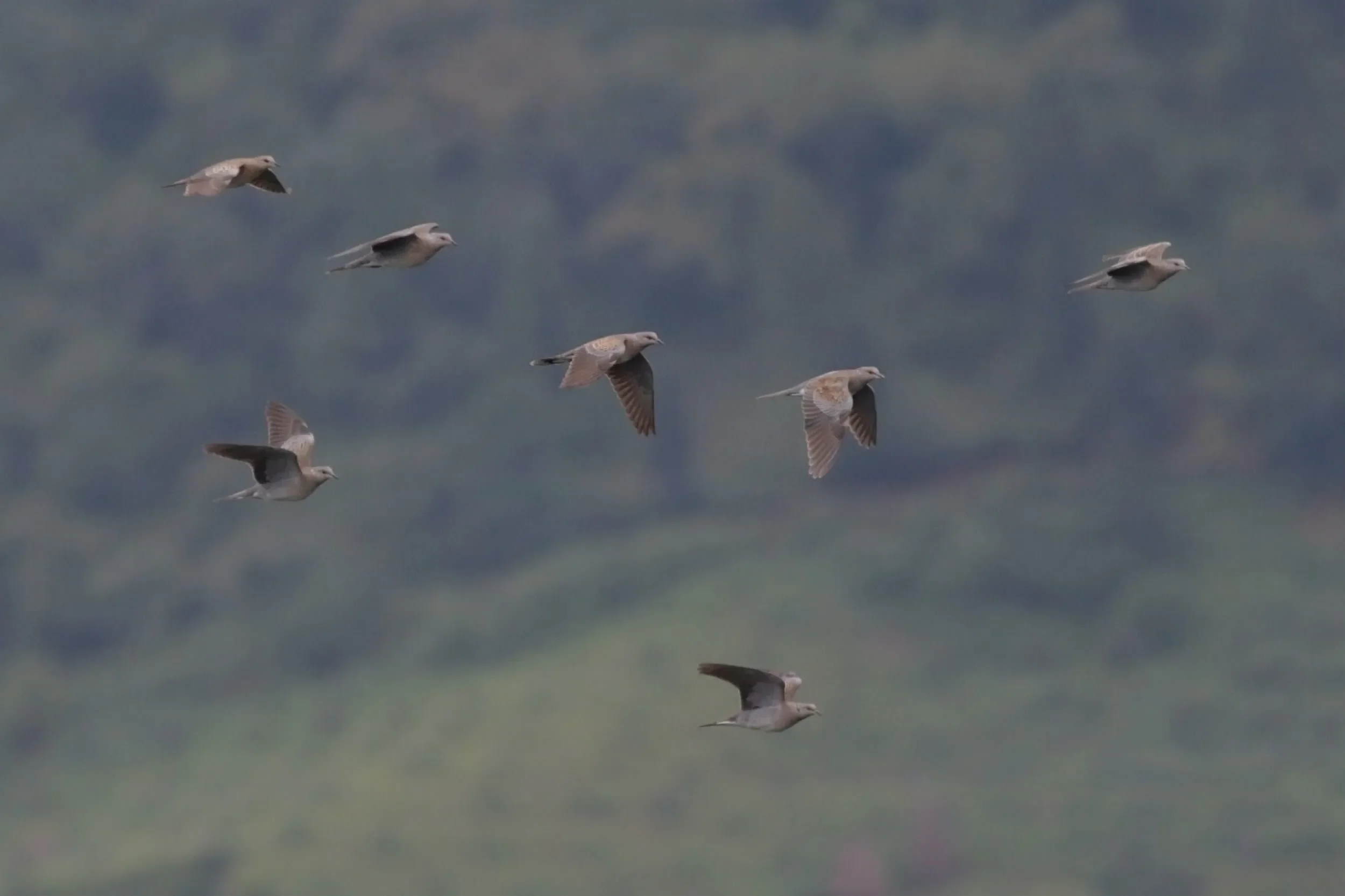 A flock of Turtle Doves rushing past