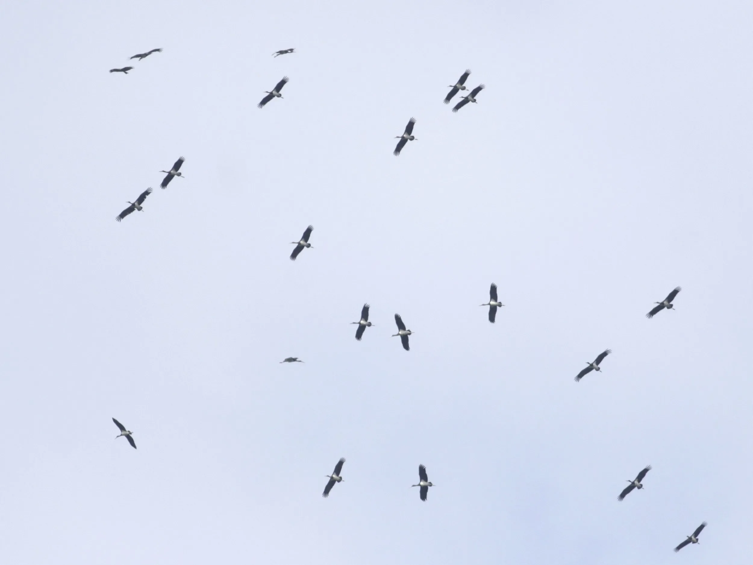 A kettle of Black Storks making their way through the bottleneck
