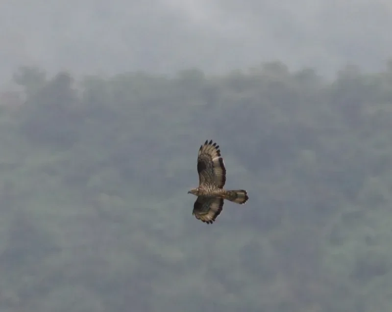 Counters watching migrating raptors during the 2012 Batumi Raptor Count autumn season