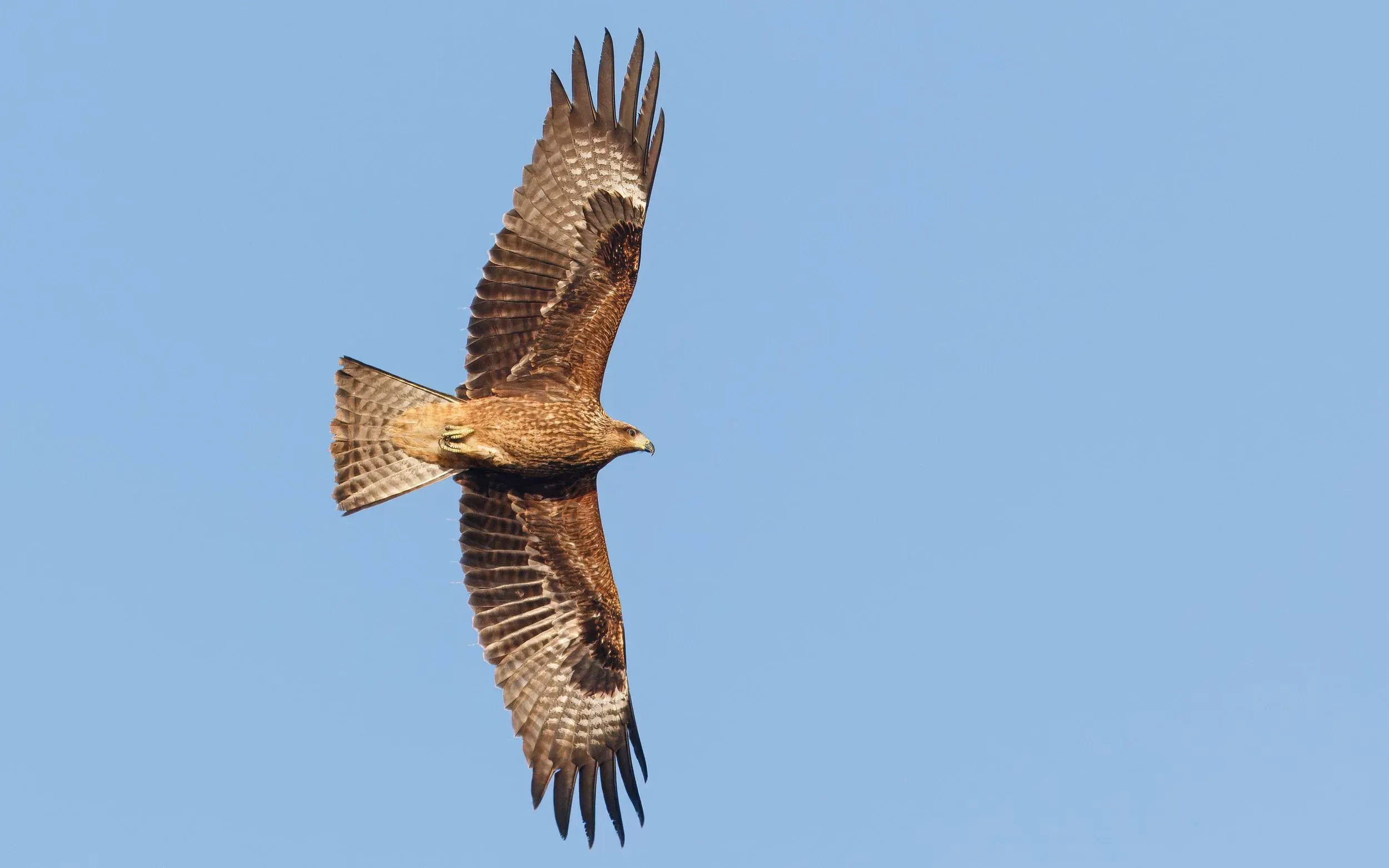 A juvenile Black Kite showing off its beautiful plumage
