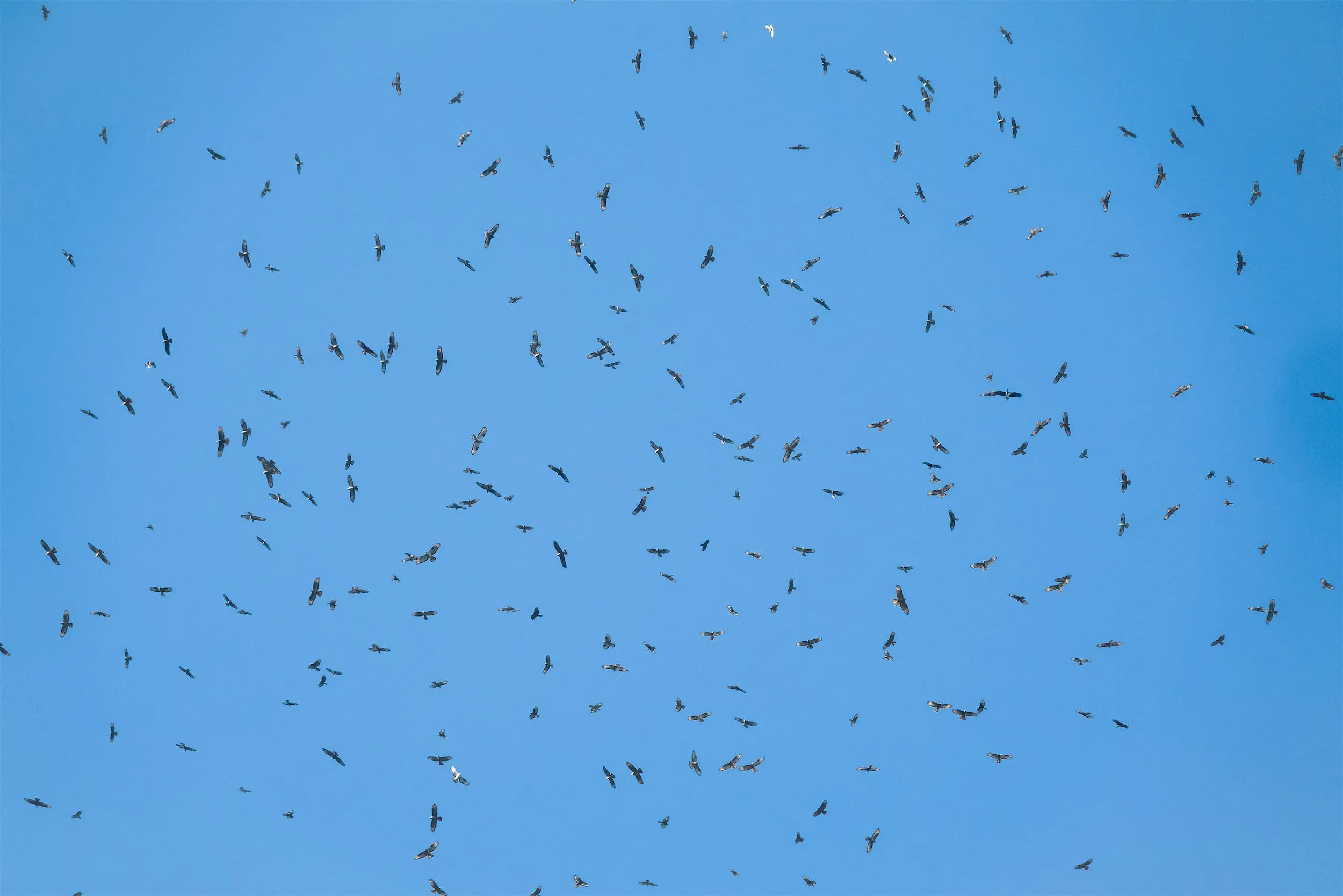 A Black Stork gliding over the Batumi bottleneck