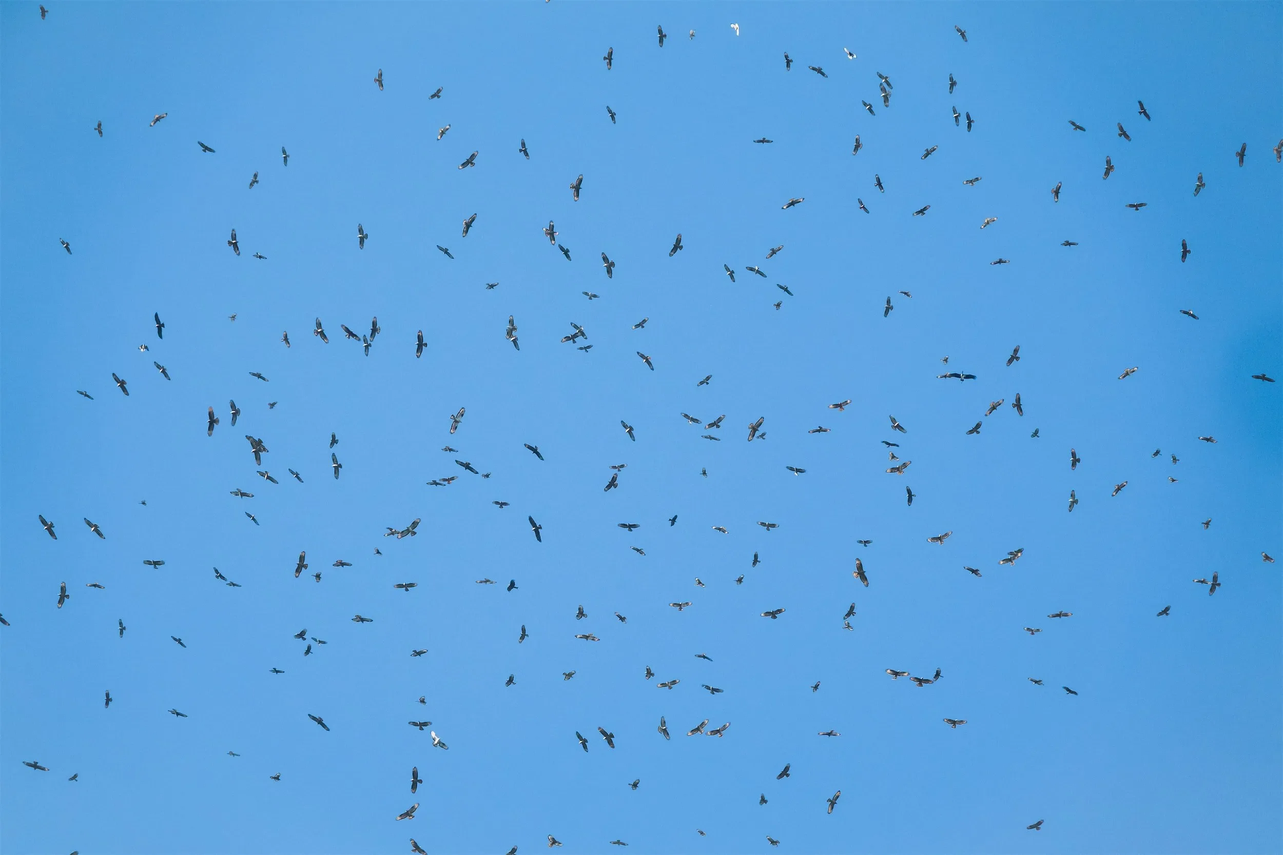 A massive flock of Honey Buzzards with a Black Stork hidden among them