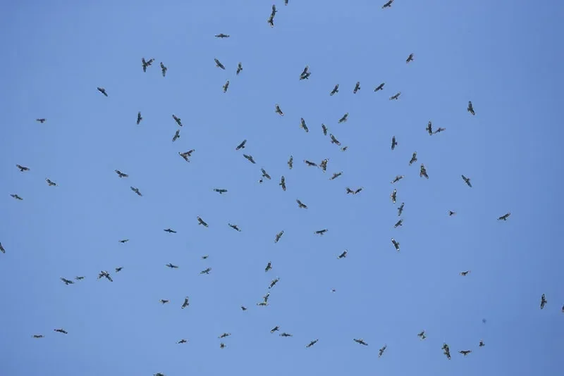 Honey Buzzard migration Batumi