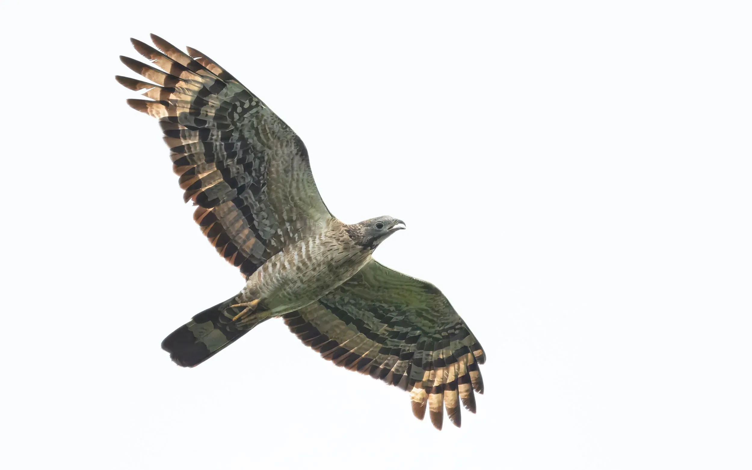Crested Honey Buzzard flying over one our lower-level watch sites