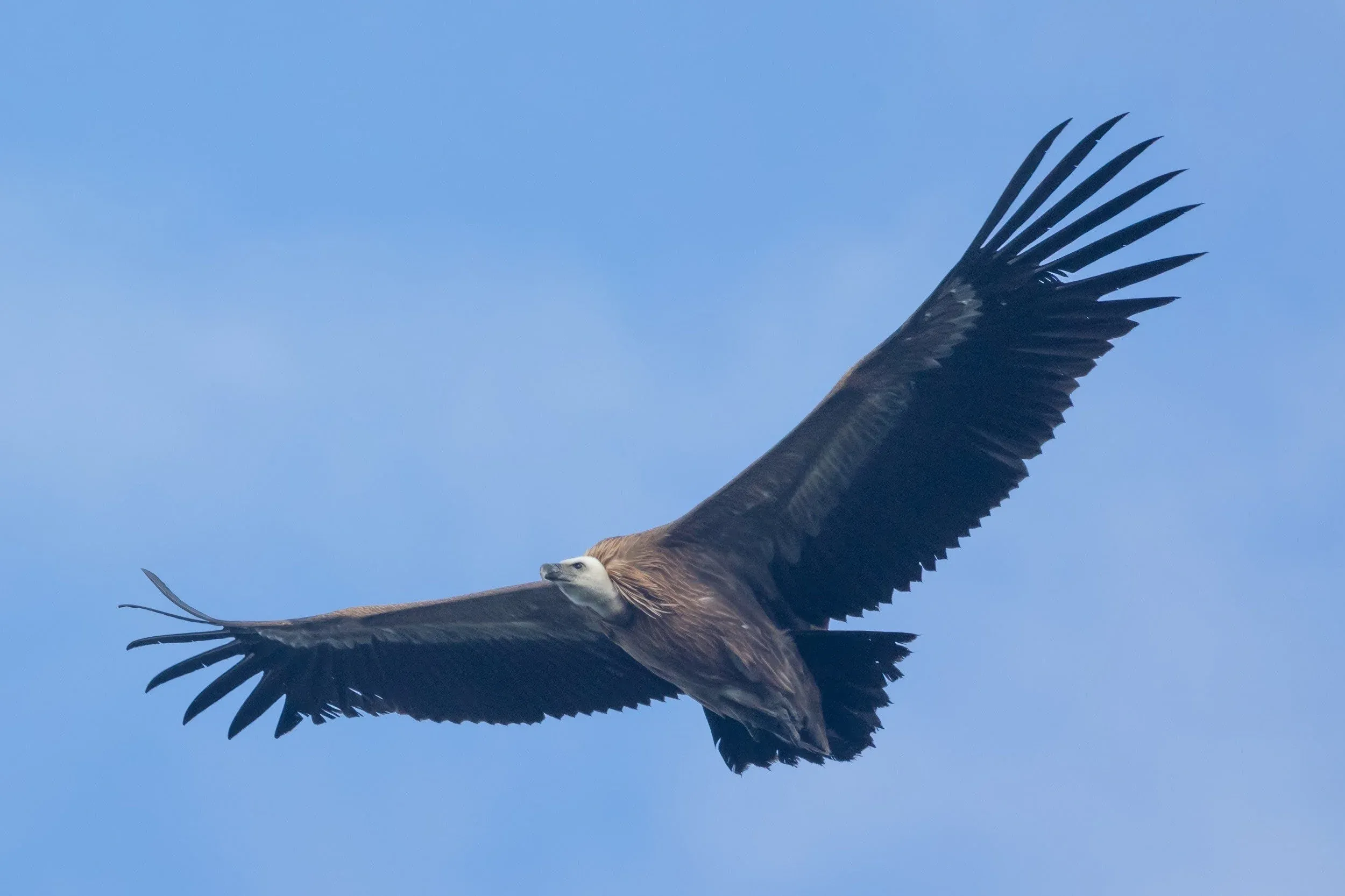 One of the few surprise Griffon Vultures we’ve had so far