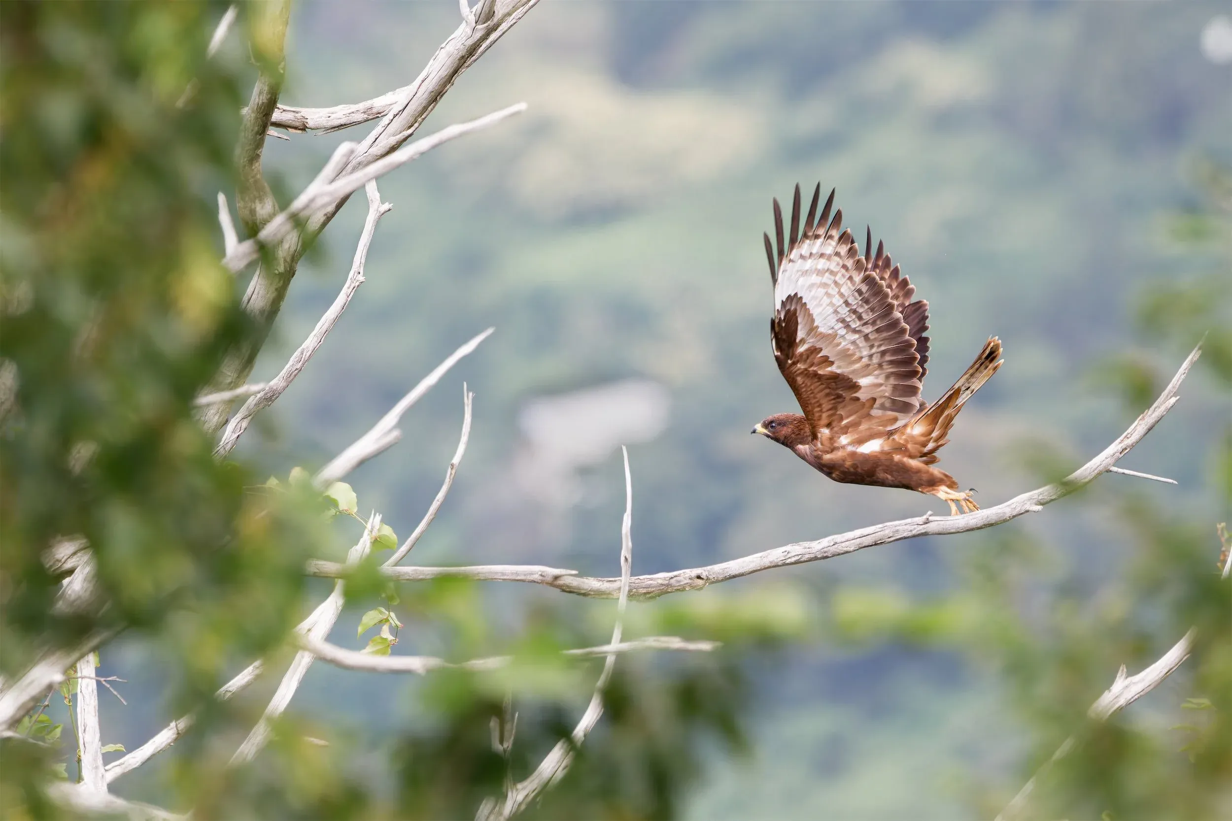 A juvenile Honey Buzzard taking off from Station 2’s favorite perch