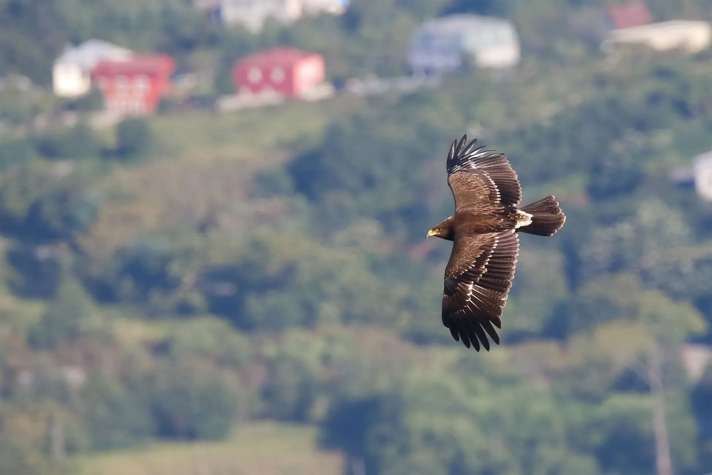 A juvenile Lesser Spotted Eagle showing off its pristine plumage