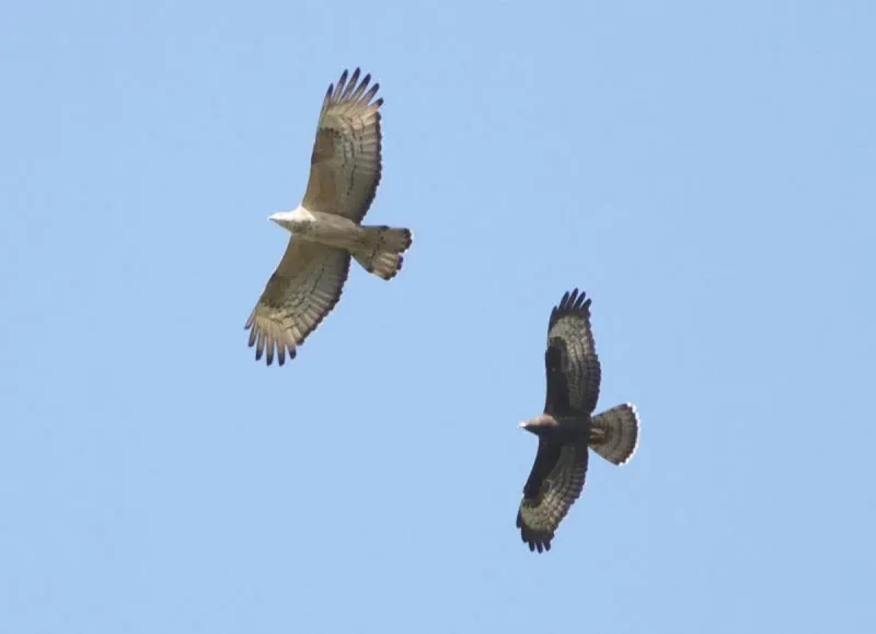 Adult female Crested Honey Buzzard with juvenile Honey Buzzard