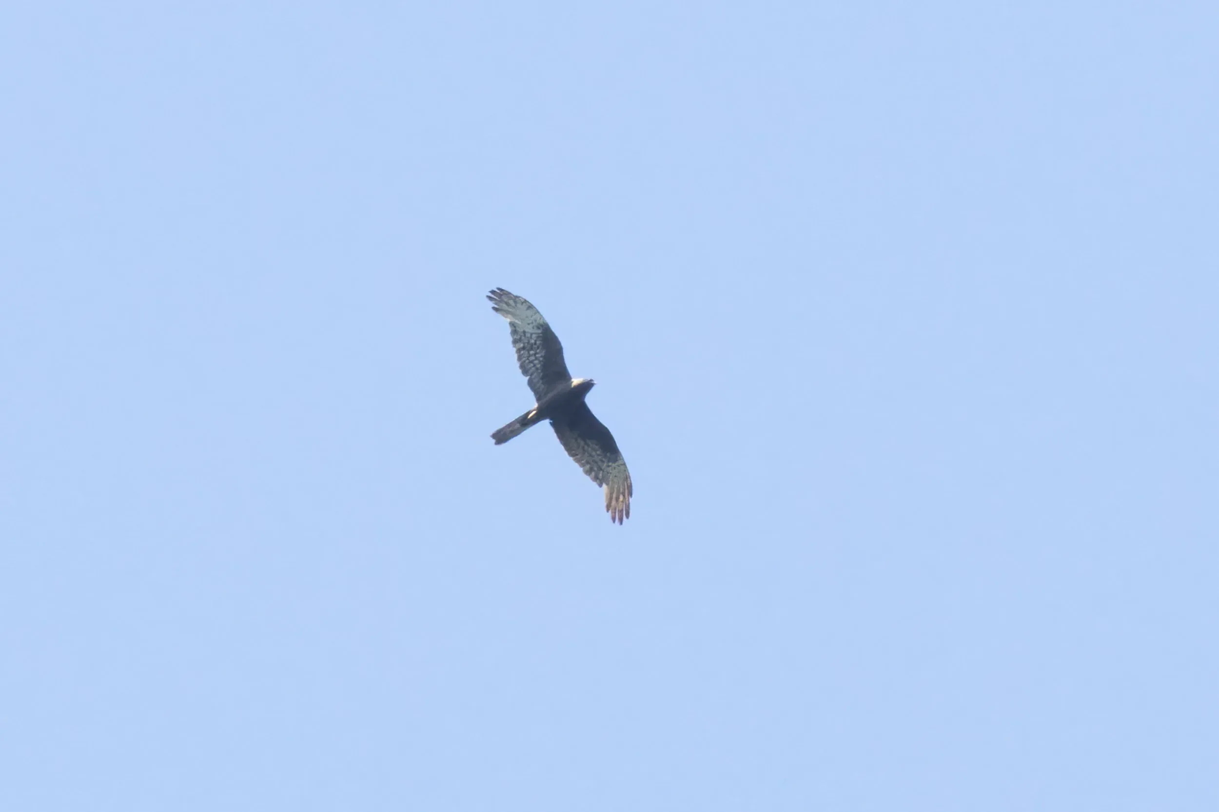 A dark morph Montagu's Harrier over Station 2
