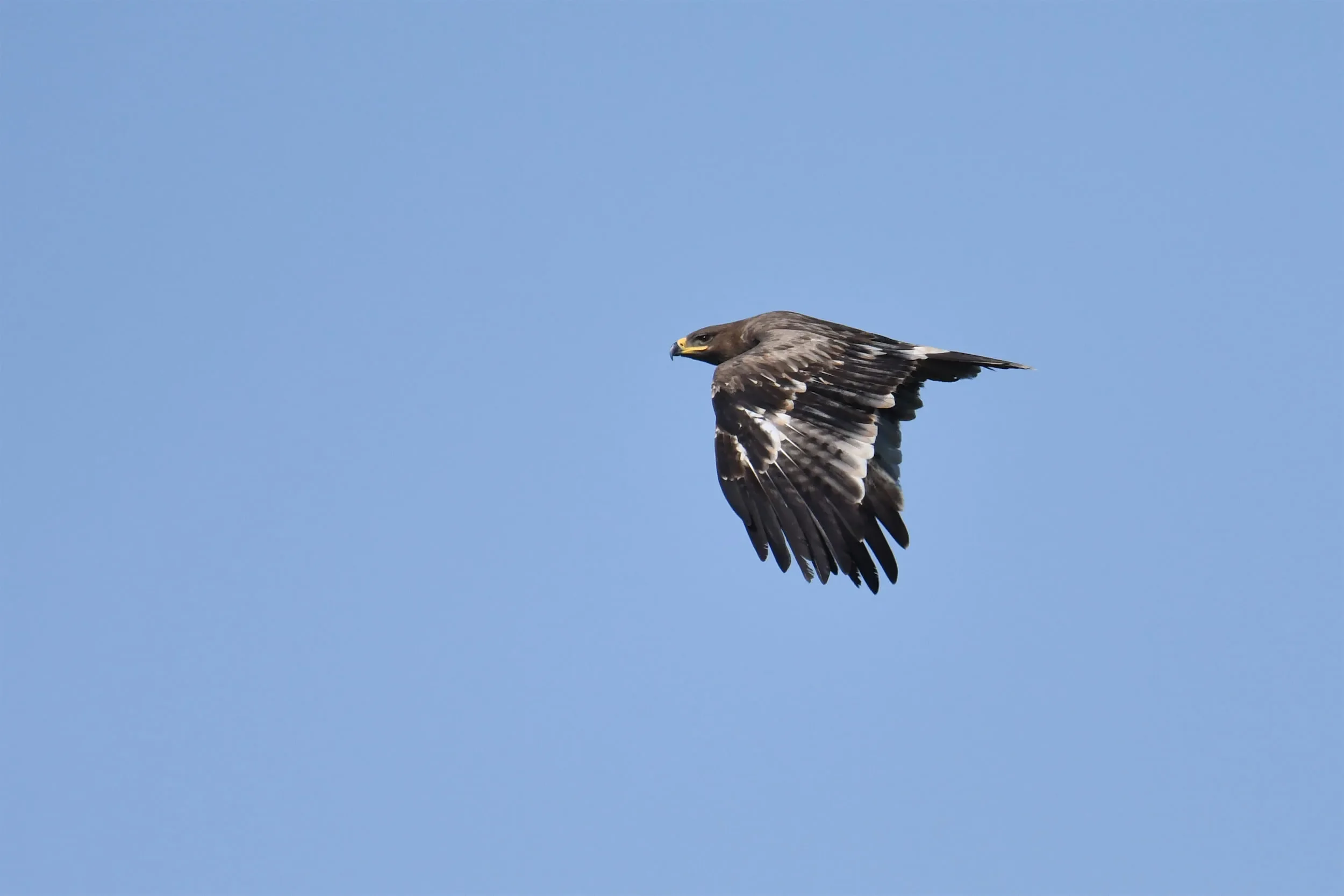 An immature Steppe Eagle in flight