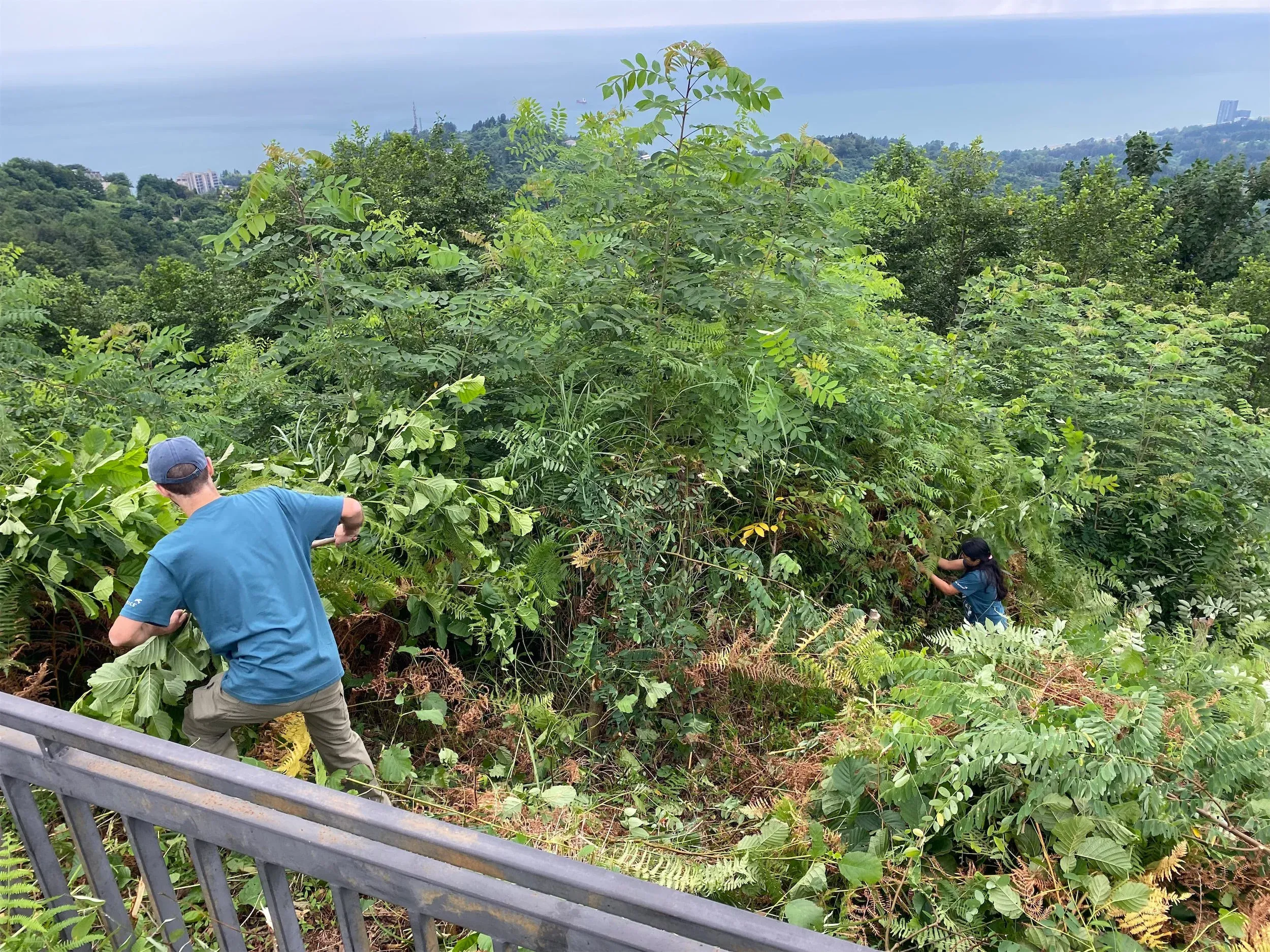 ‘Gardening’ around station to ensure we have good visibility of the bottom of the valleys. It is incredible how fast vegetation grows on the edge of the Colchic ‘Rain forest’