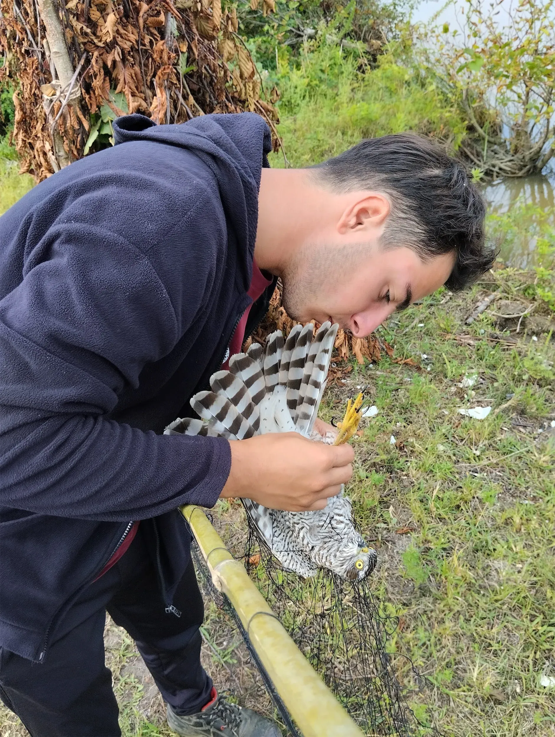 A young falconer extracting a Eurasian Sparrowhawk from the net