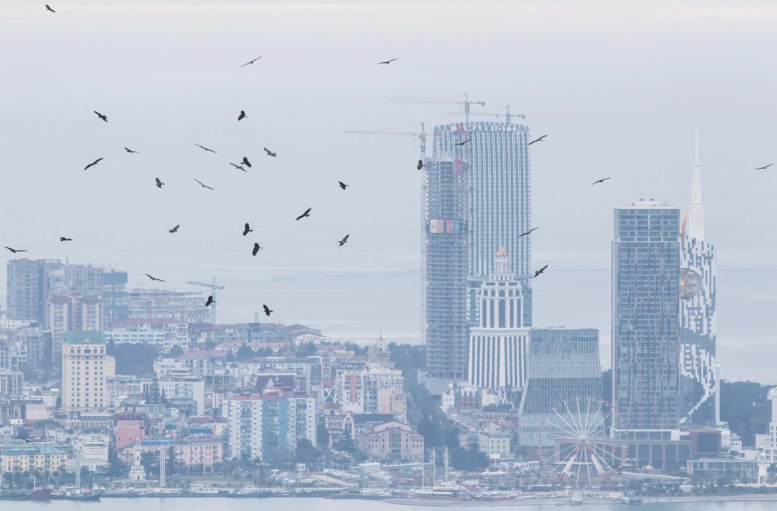 A classic spring view: Black Kites in front of the Batumi skyline