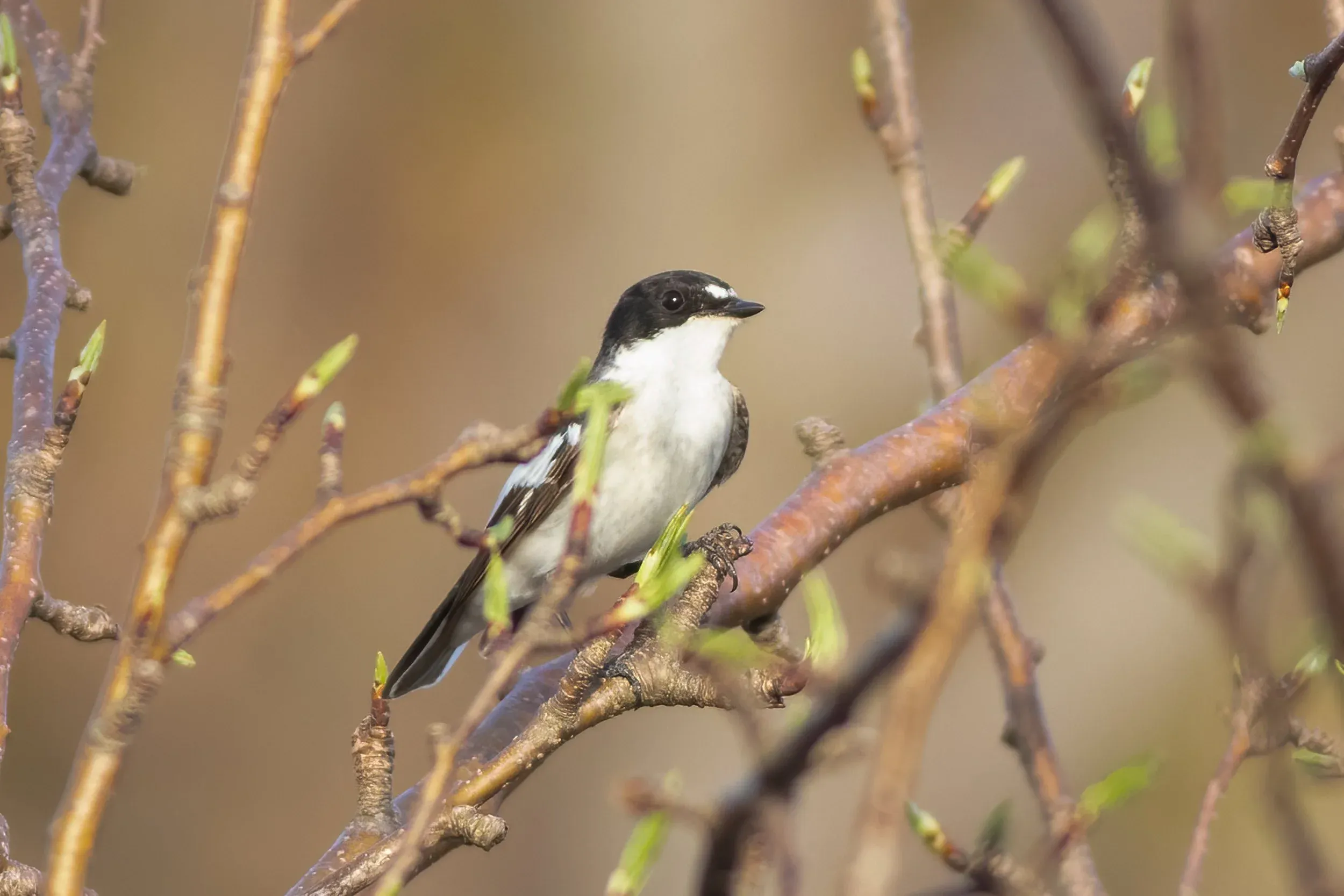 Semi-collared Flycatcher