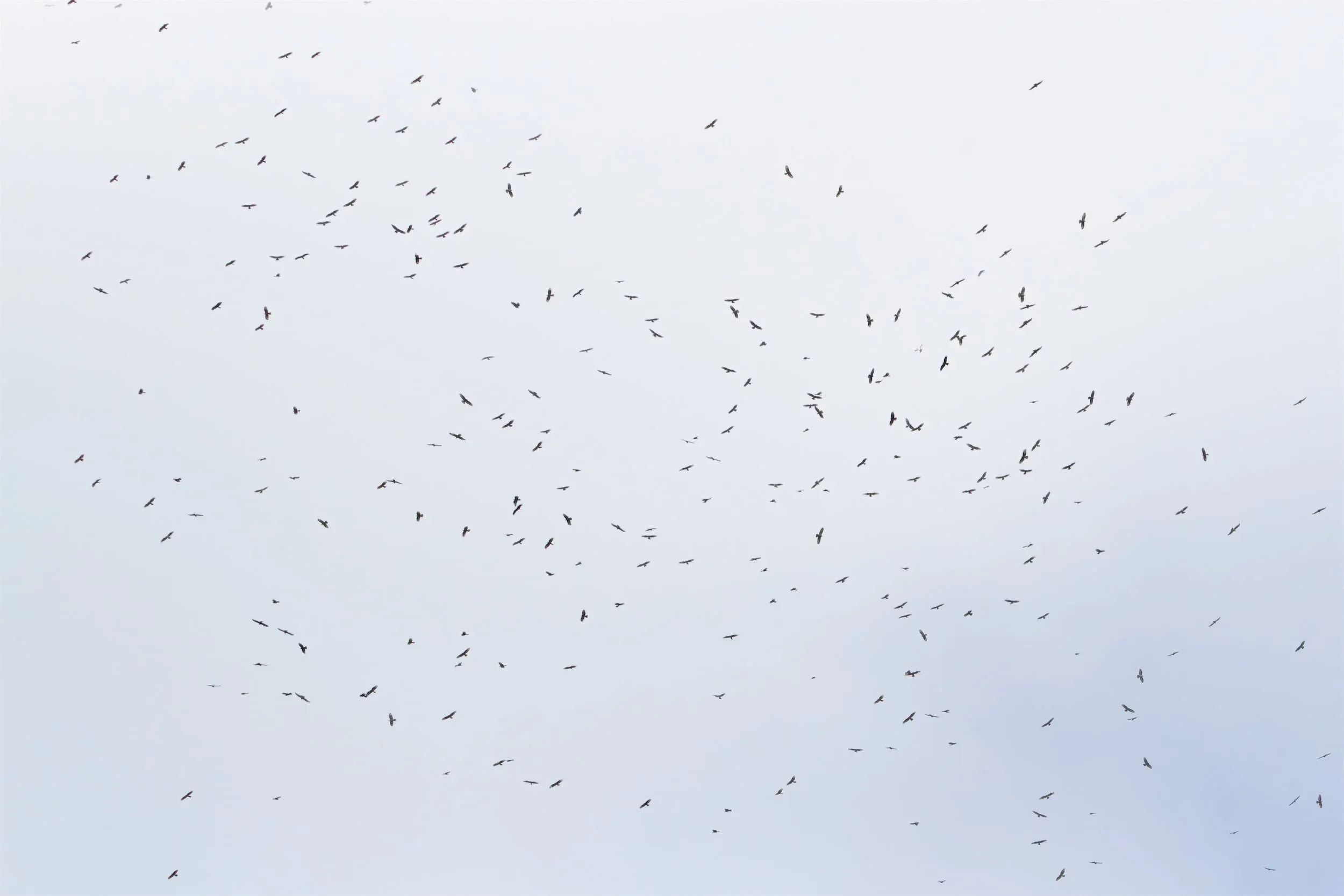 A kettle of Honey Buzzards