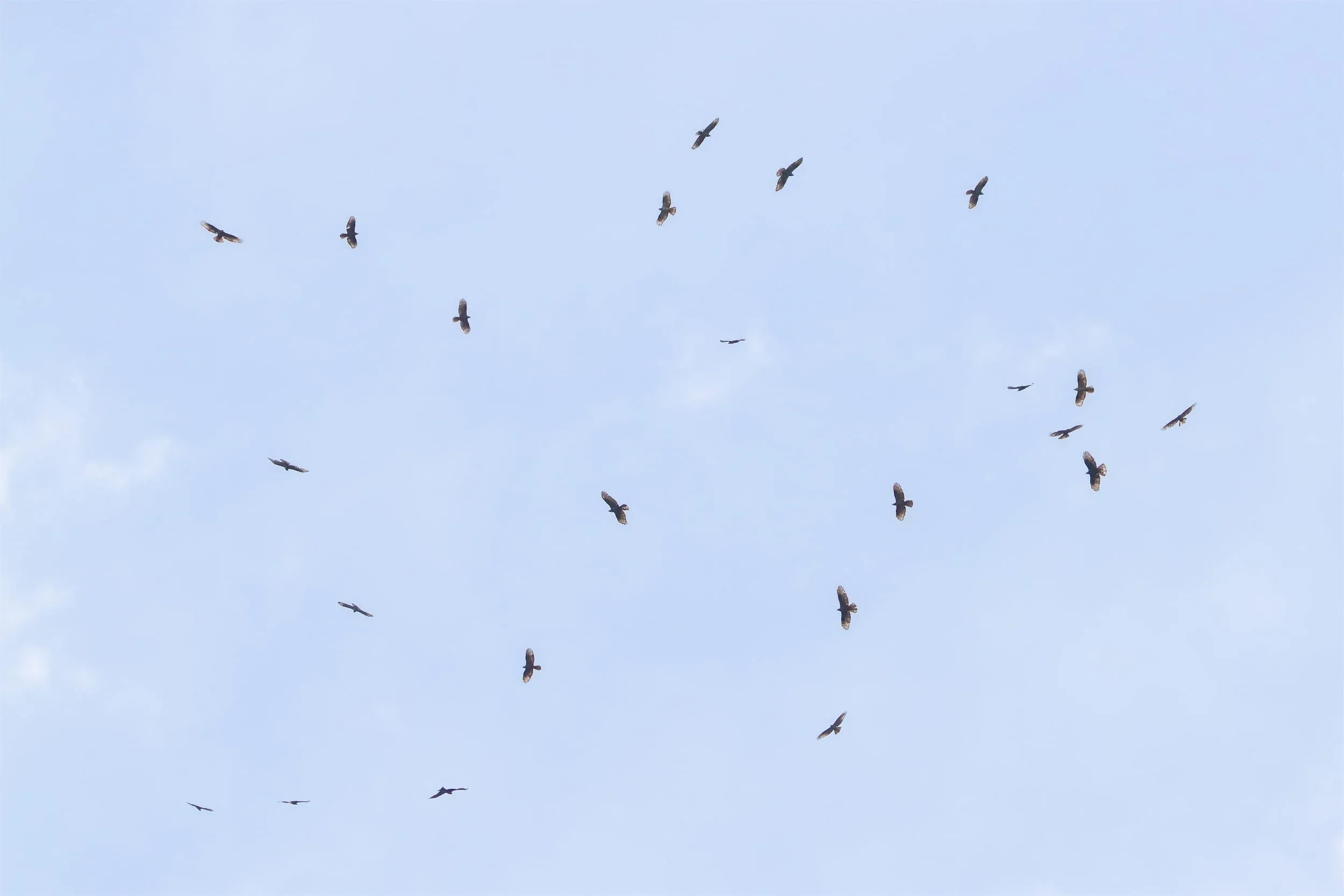 A kettle of Honey Buzzards