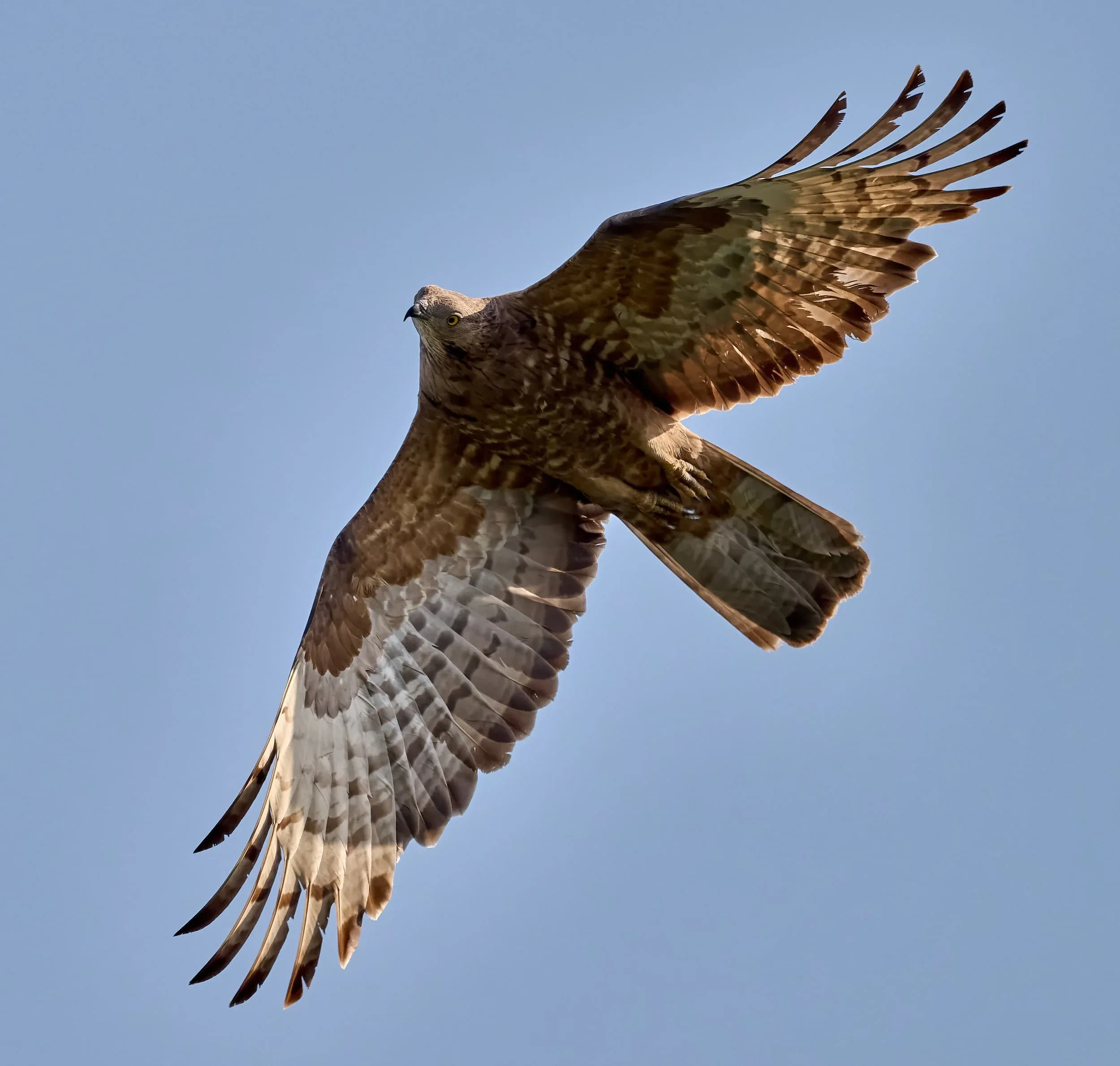 A curious female Honey Buzzard