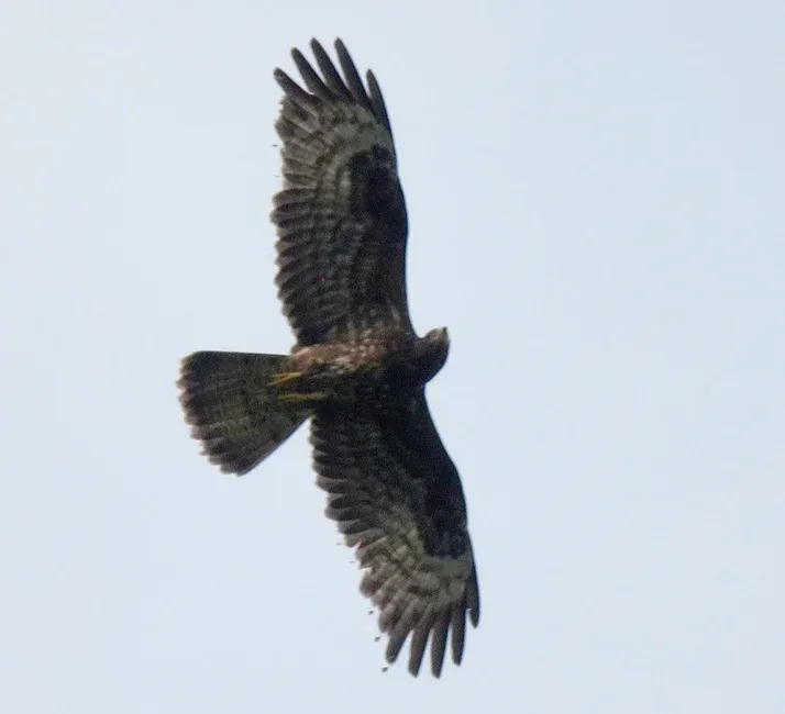 Juvenile Honey Buzzard, Batumi 2012